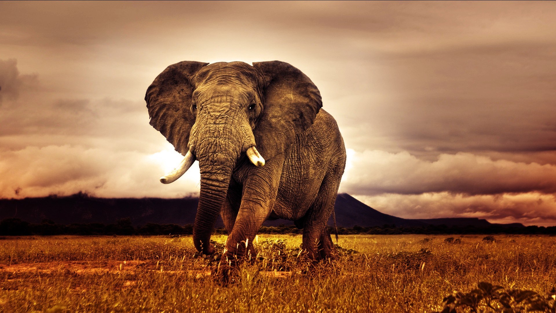 Download Animal African Bush Elephant HD Wallpaper