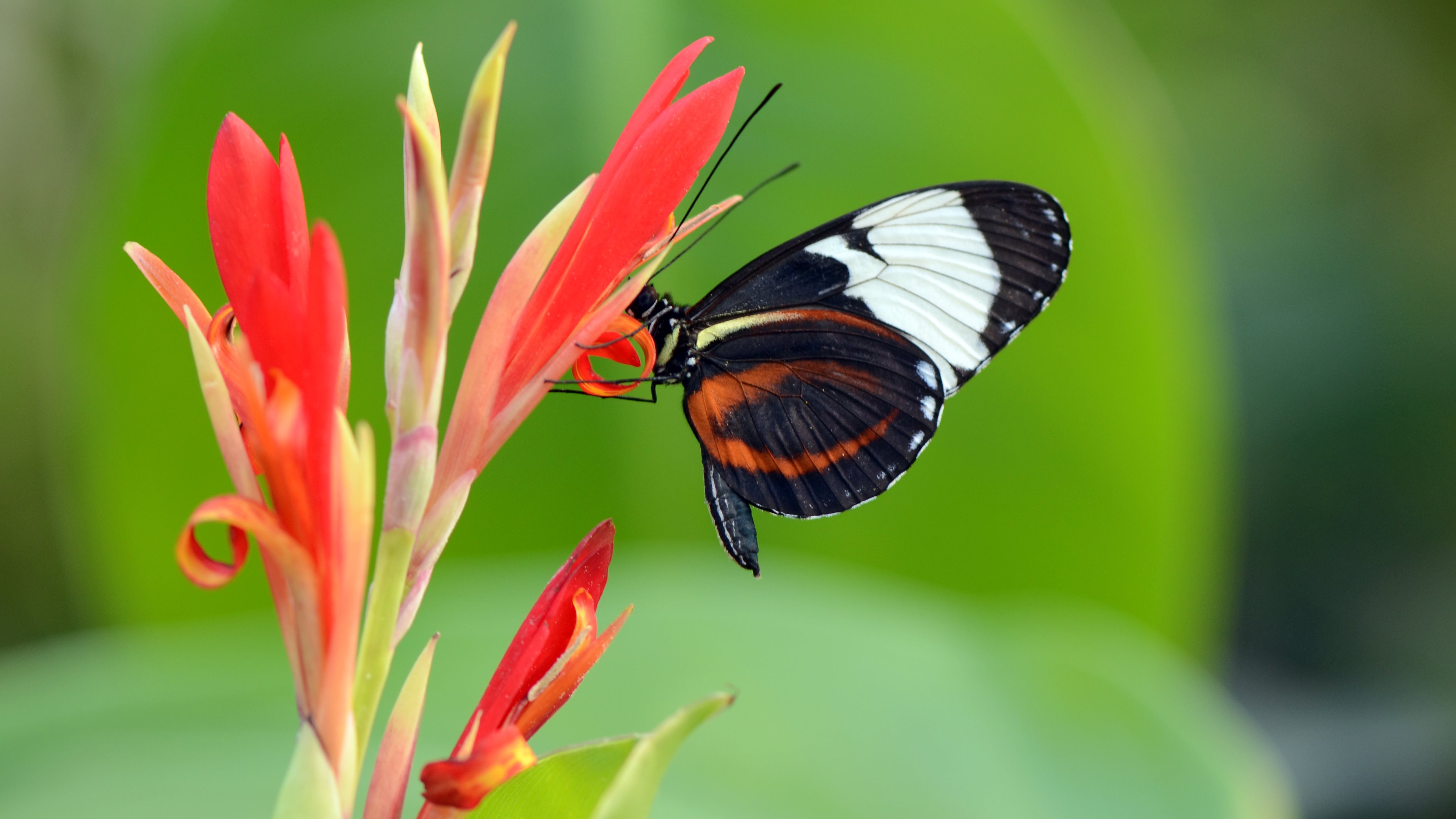 Butterfly on Coral Colored Flower 4k Ultra HD Wallpaper Hintergrund