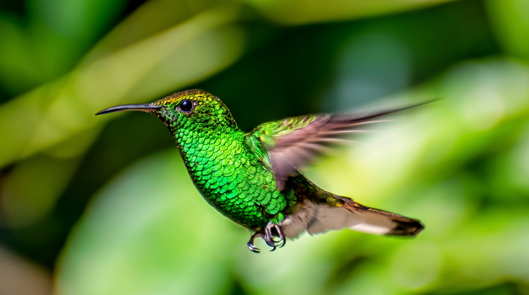 Kolibri Wallpaper and Background Image 1817x1014 ID