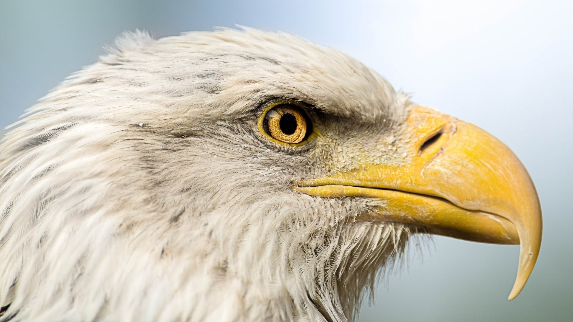 Eagle Bird Hd Wallpaper