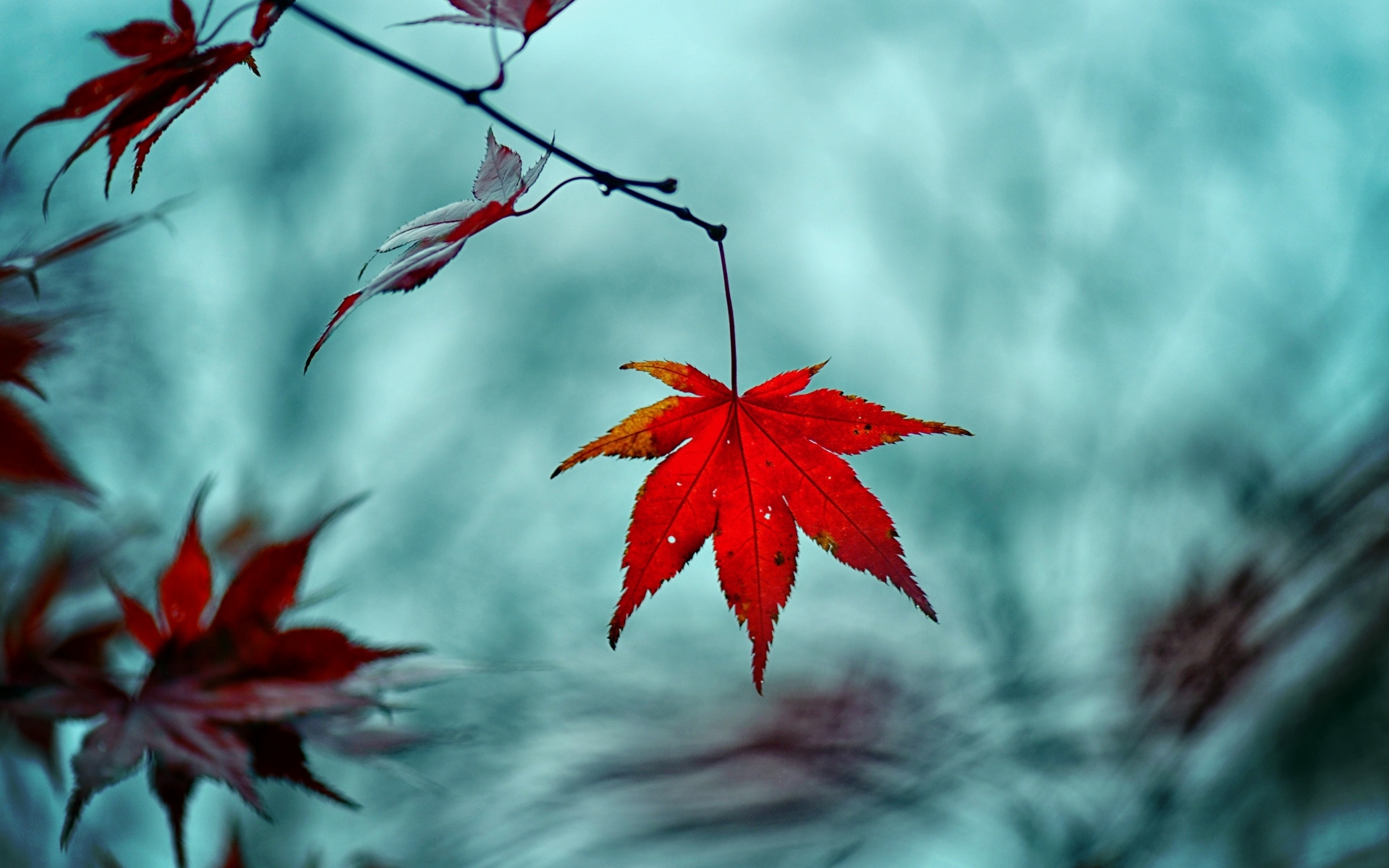 Red Leaf Wallpaper Hd