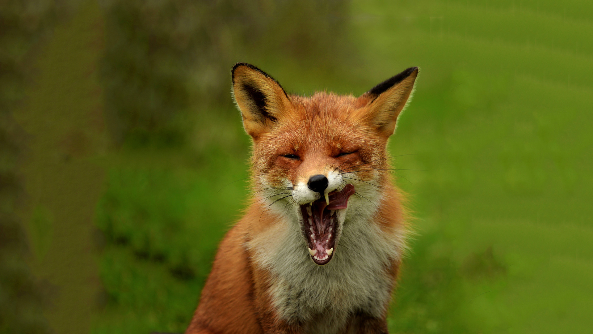 Fuchs HD Wallpaper Hintergrund 1920x1080