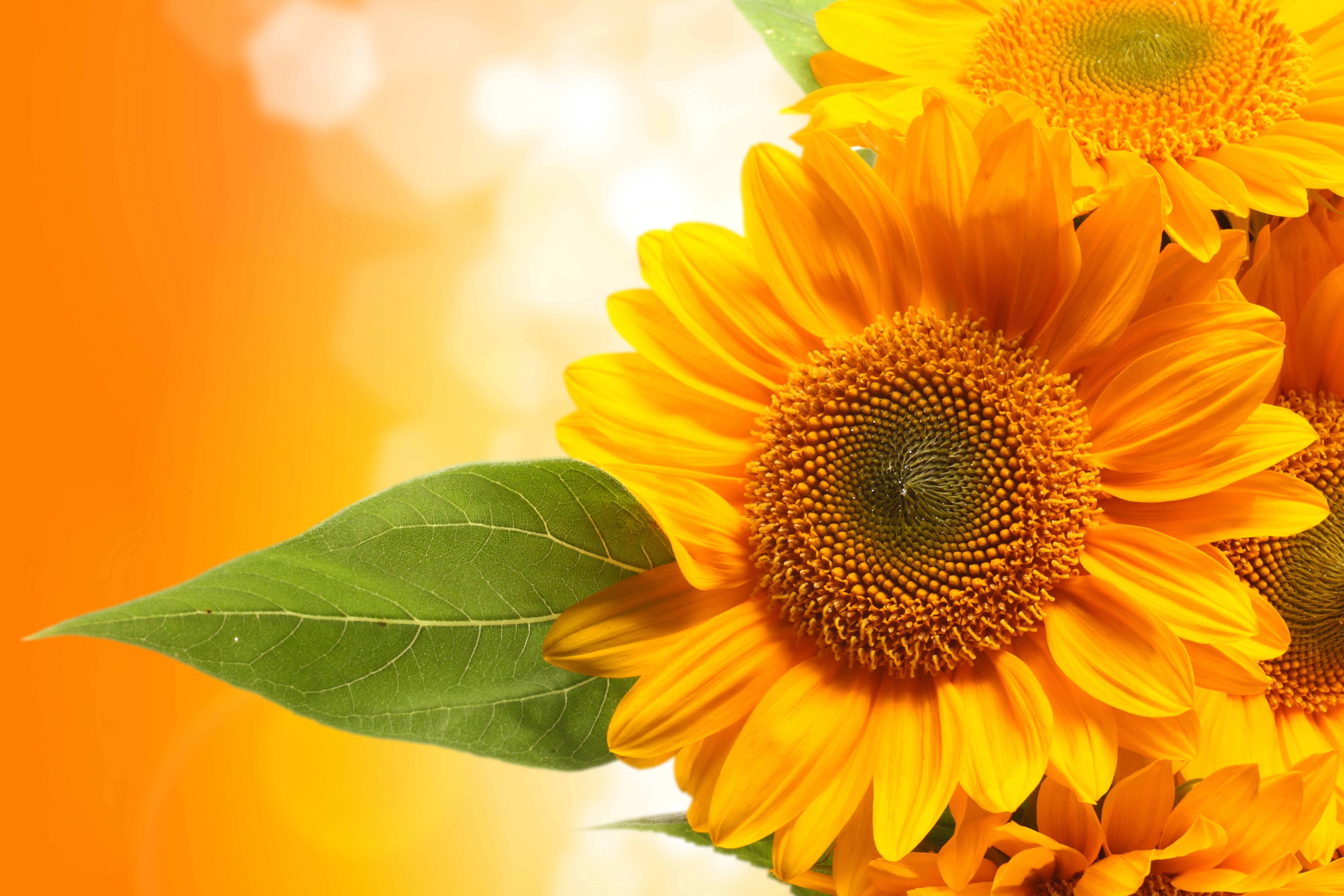 Sonnenblume 5k Retina Ultra HD Wallpaper Hintergrund
