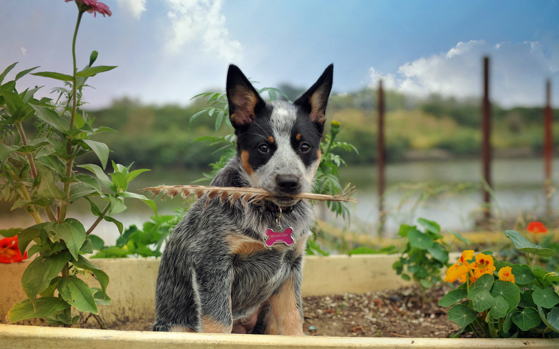 Download Dog Animal Australian Cattle Dog HD Wallpaper