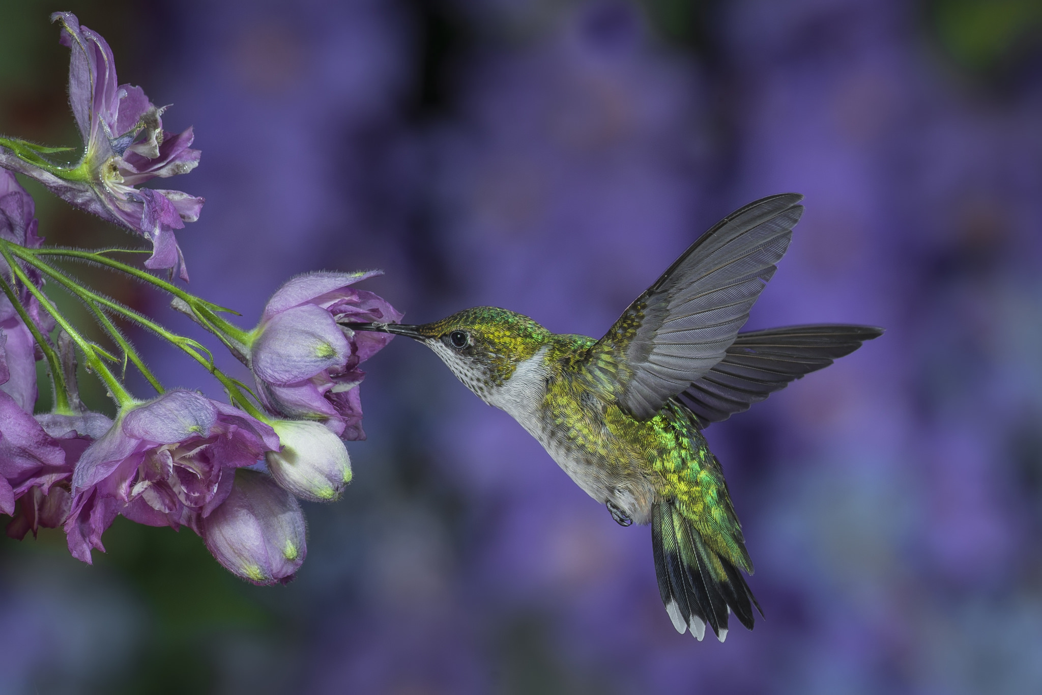 Download Animal Hummingbird HD Wallpaper