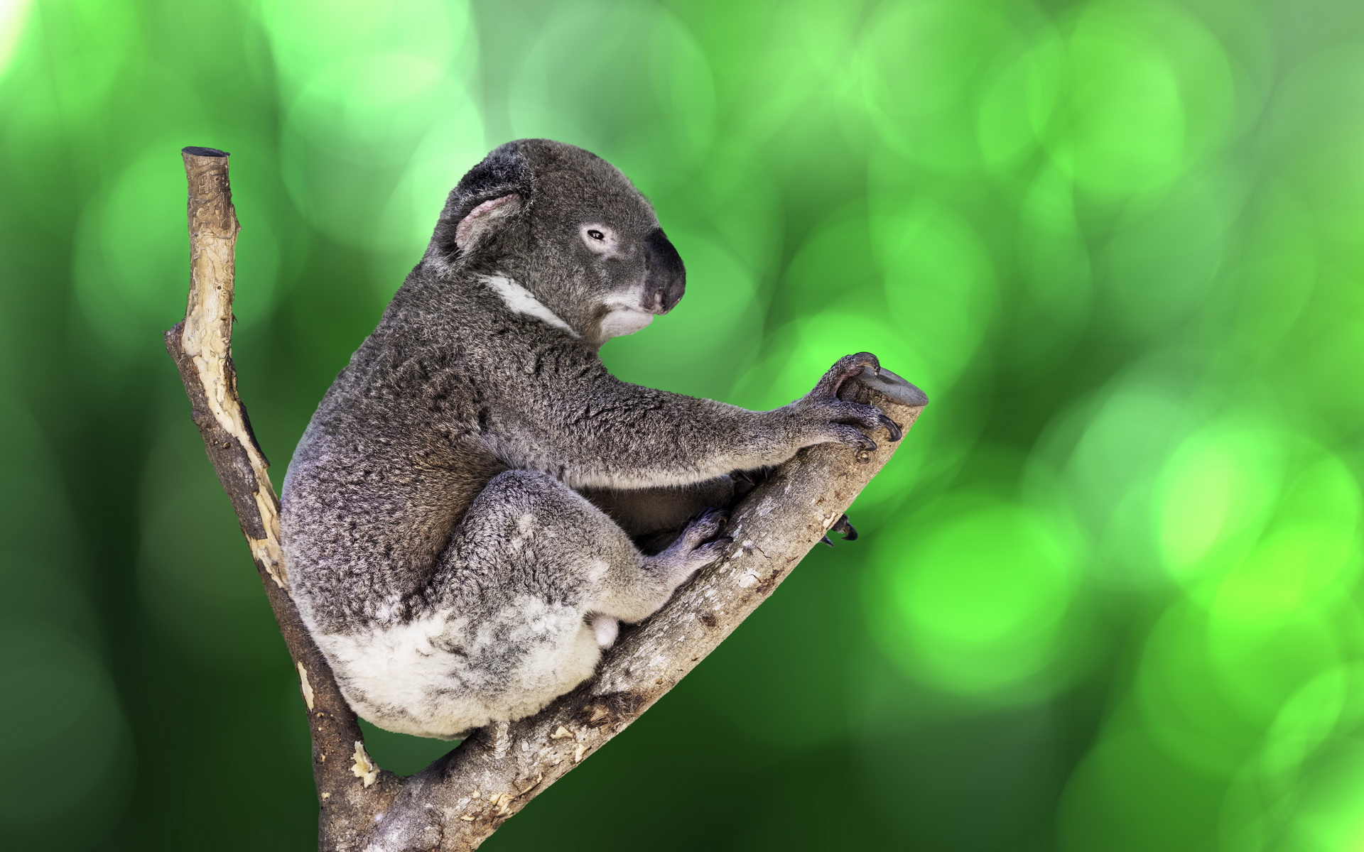 Koala HD Wallpaper Background Image 1920x1200 ID596658