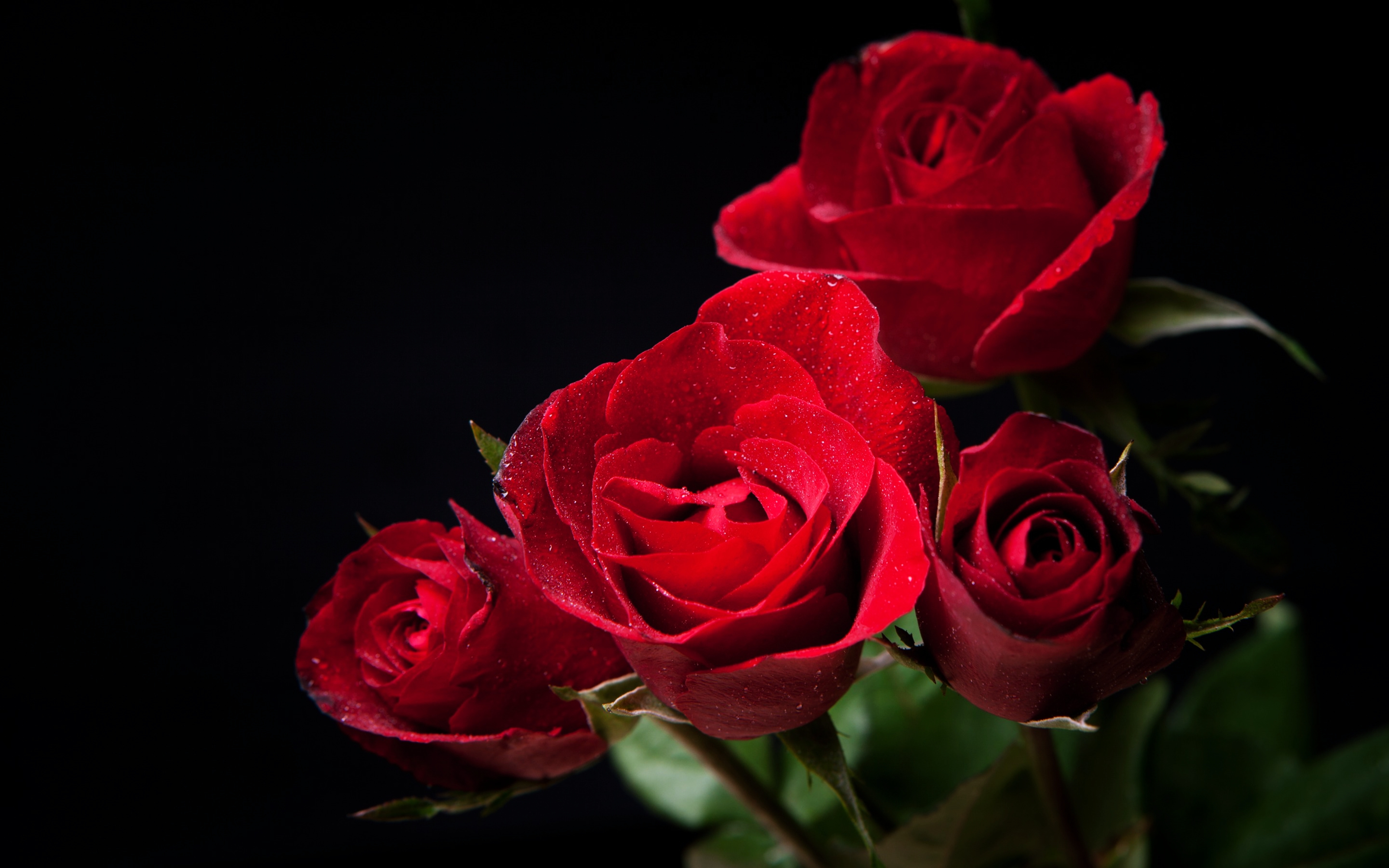 Roses 4k Ultra HD Fond d'écran and ArrièrePlan