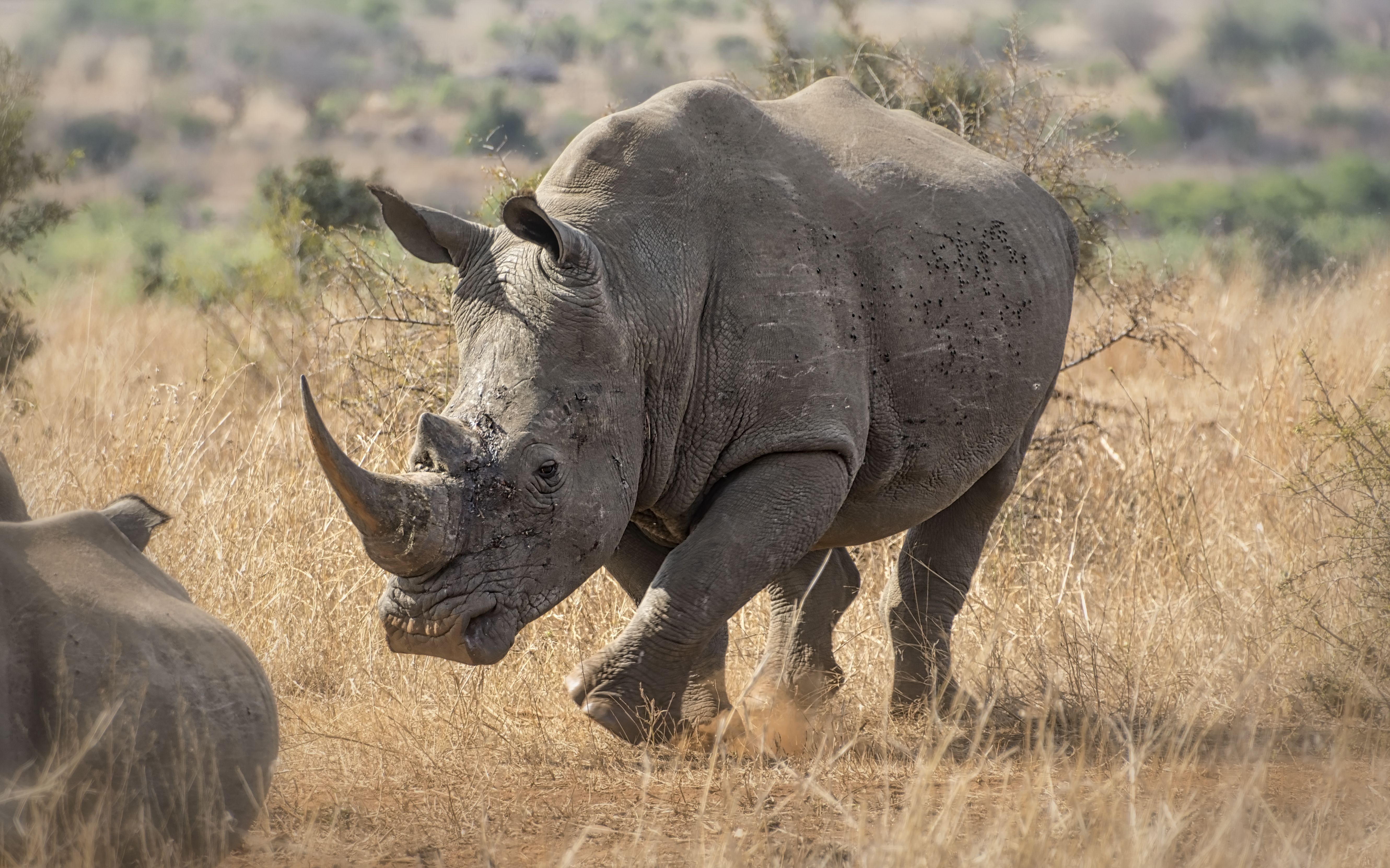 Rhino 5k Retina Ultra HD Wallpaper Background Image 5322x3326 ID