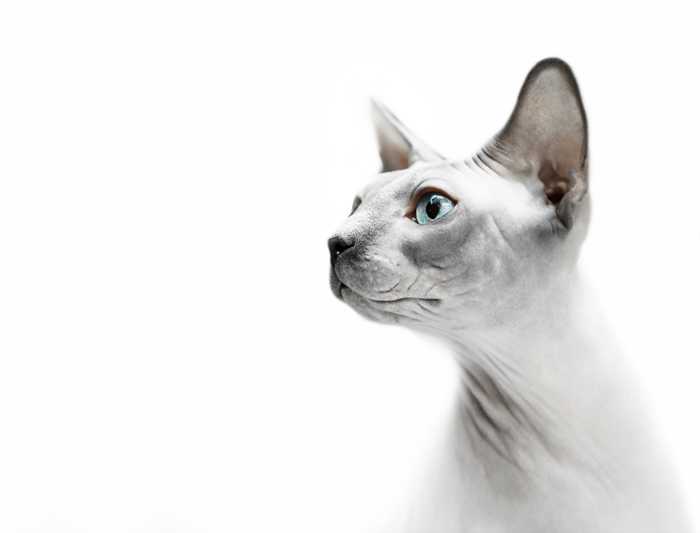 Sphynx Cat HD Wallpaper Background Image 2300x1751