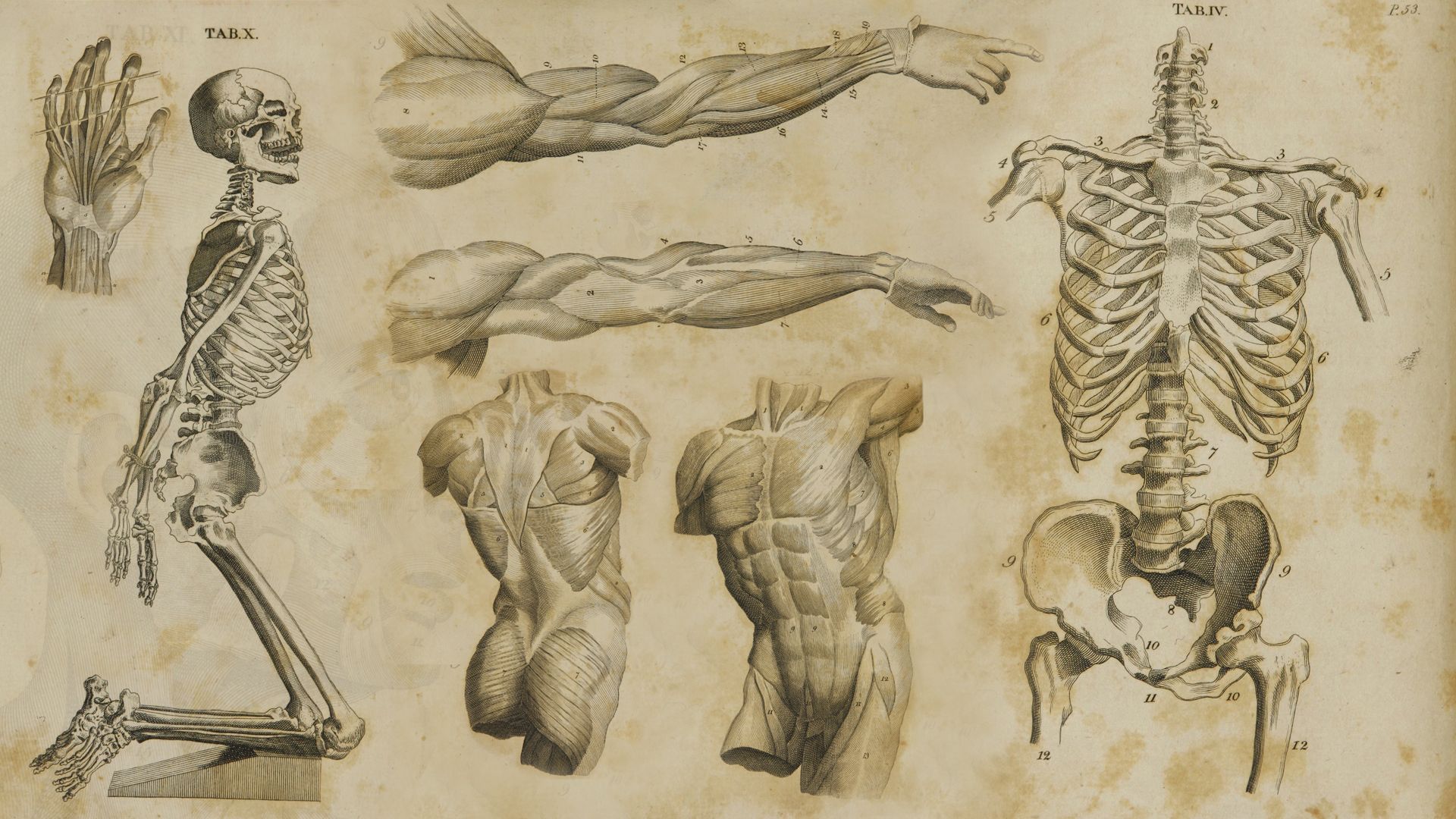 Anatomy HD Wallpaper Background Image 1920x1080 ID660492