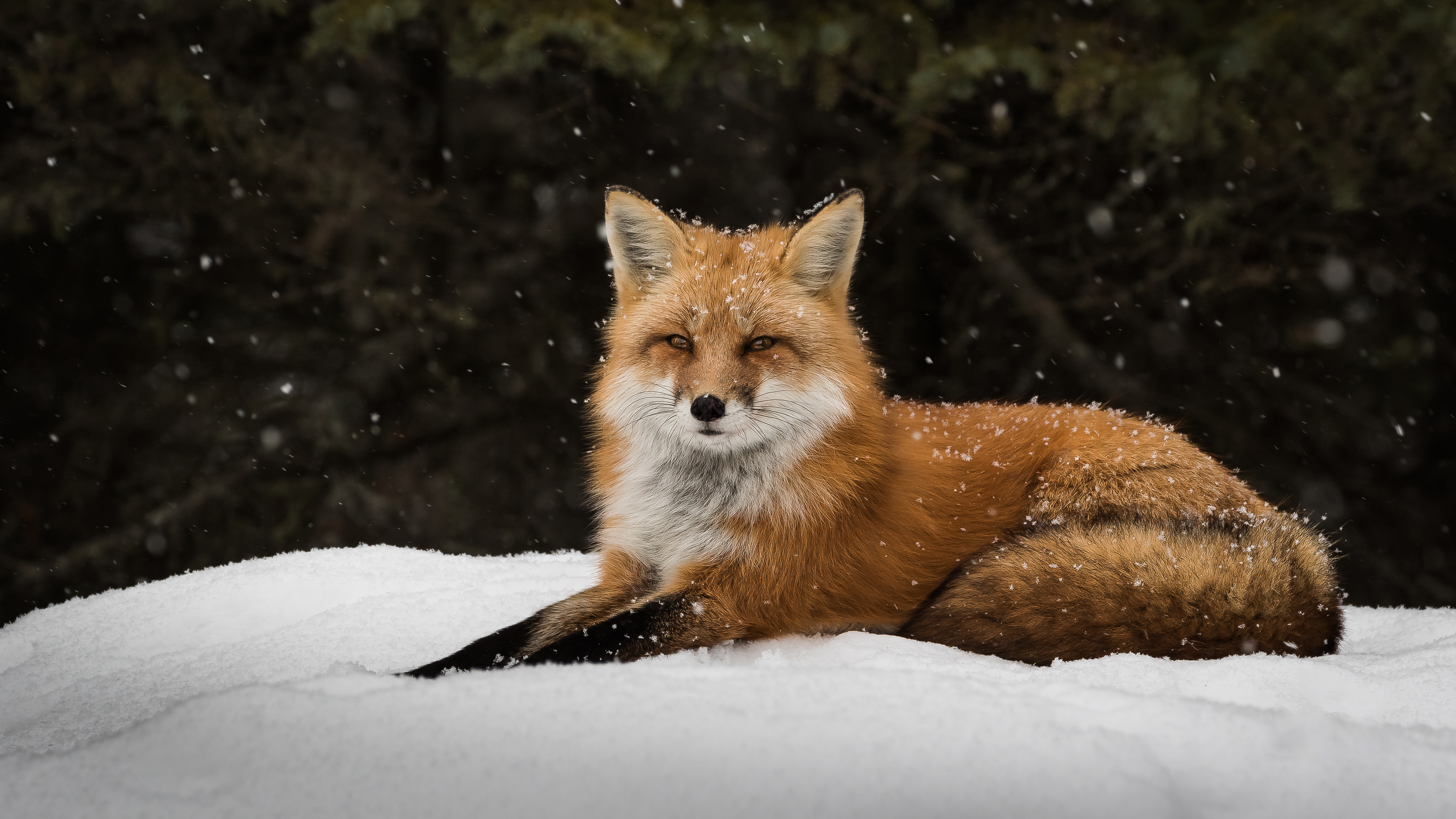 Red Fox in the Snow 4k Ultra HD Wallpaper Hintergrund