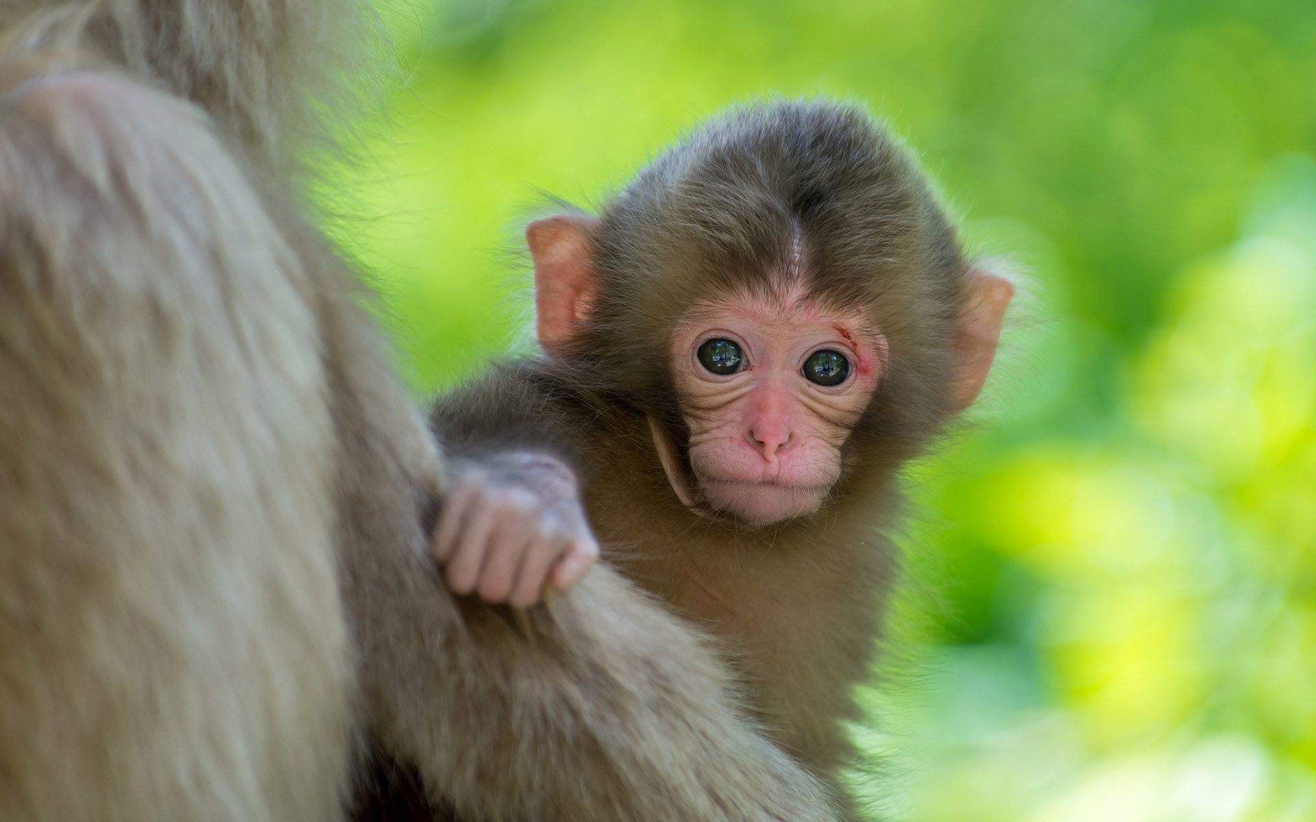 Download Baby Animal Cute Primate Animal Monkey HD Wallpaper