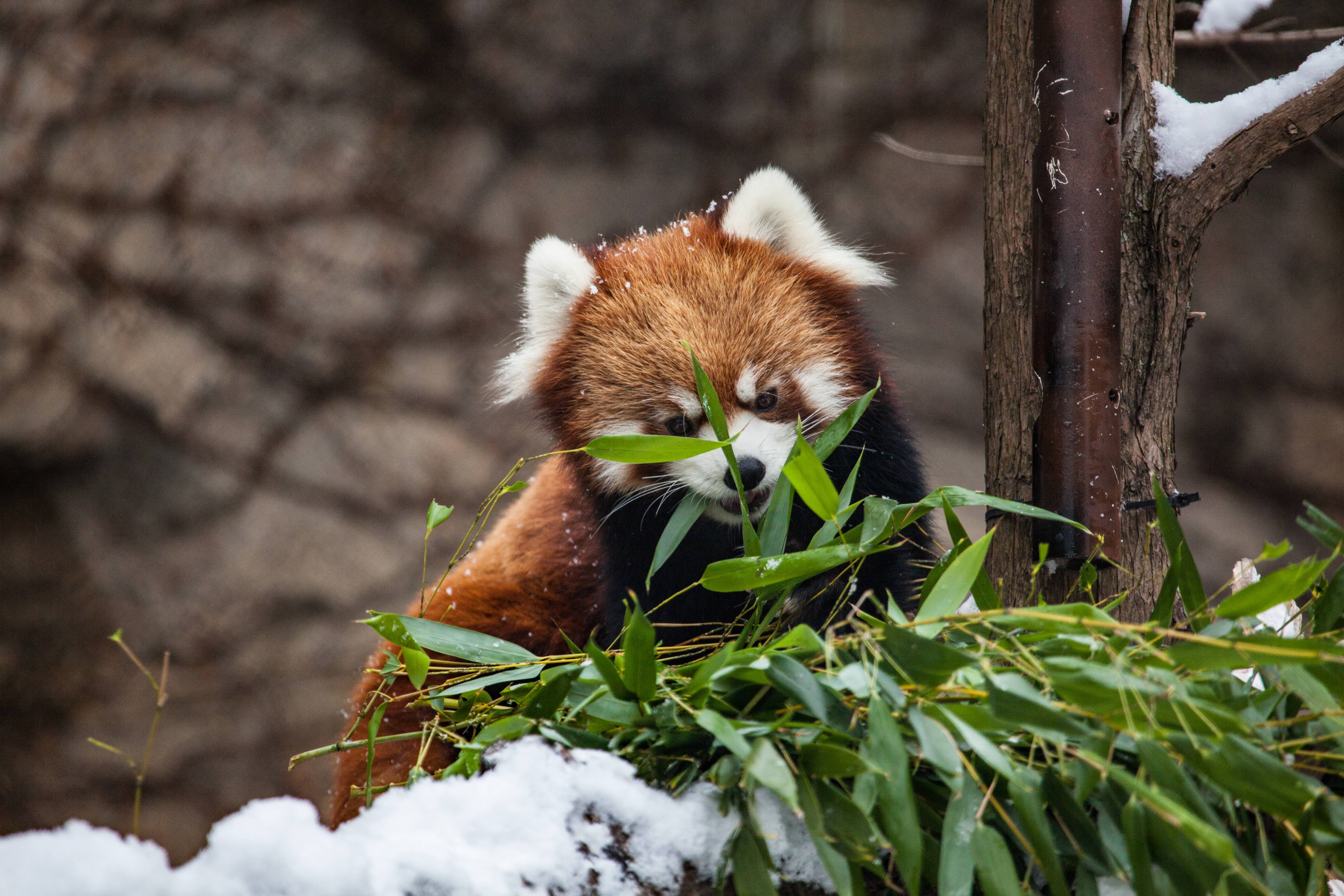Download Zoo Chicago Animal Red Panda 4k Ultra HD Wallpaper