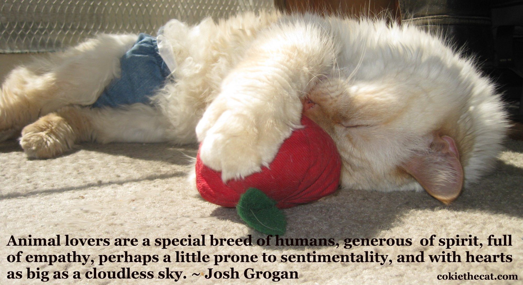 Download Cat Statement Misc Quote HD Wallpaper