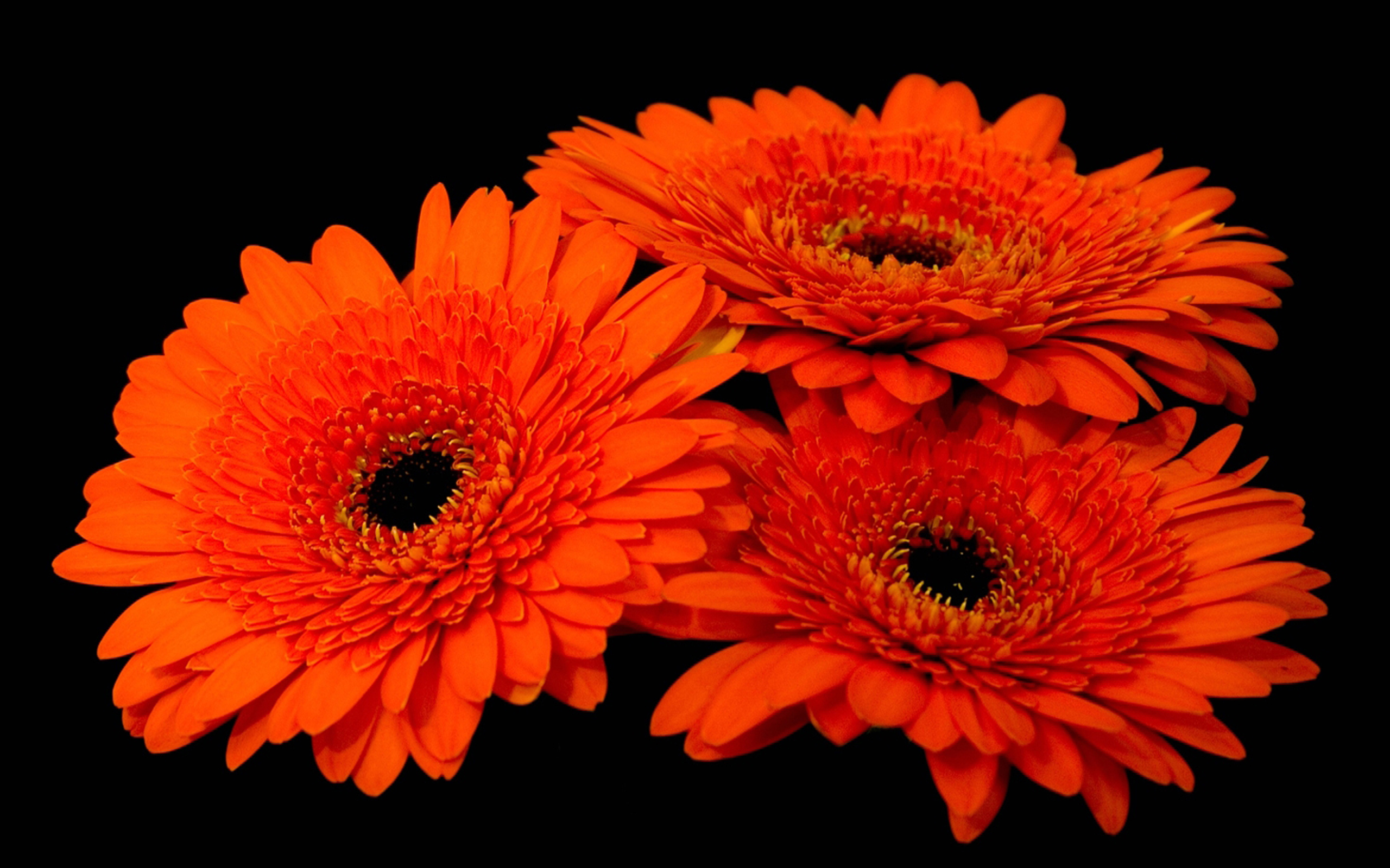 Orange Daisy Flower Wallpaper