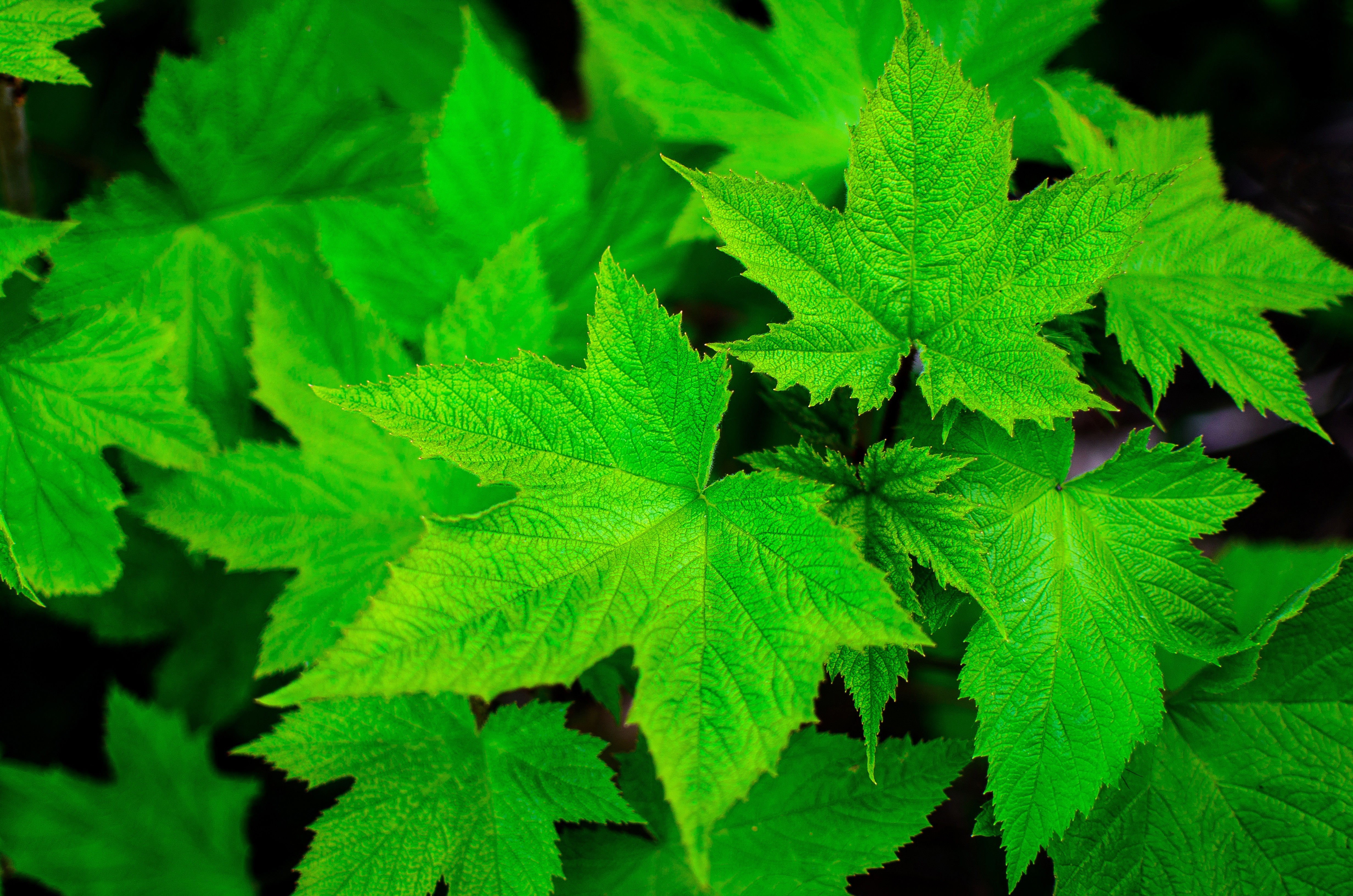 Green Maple Leafs