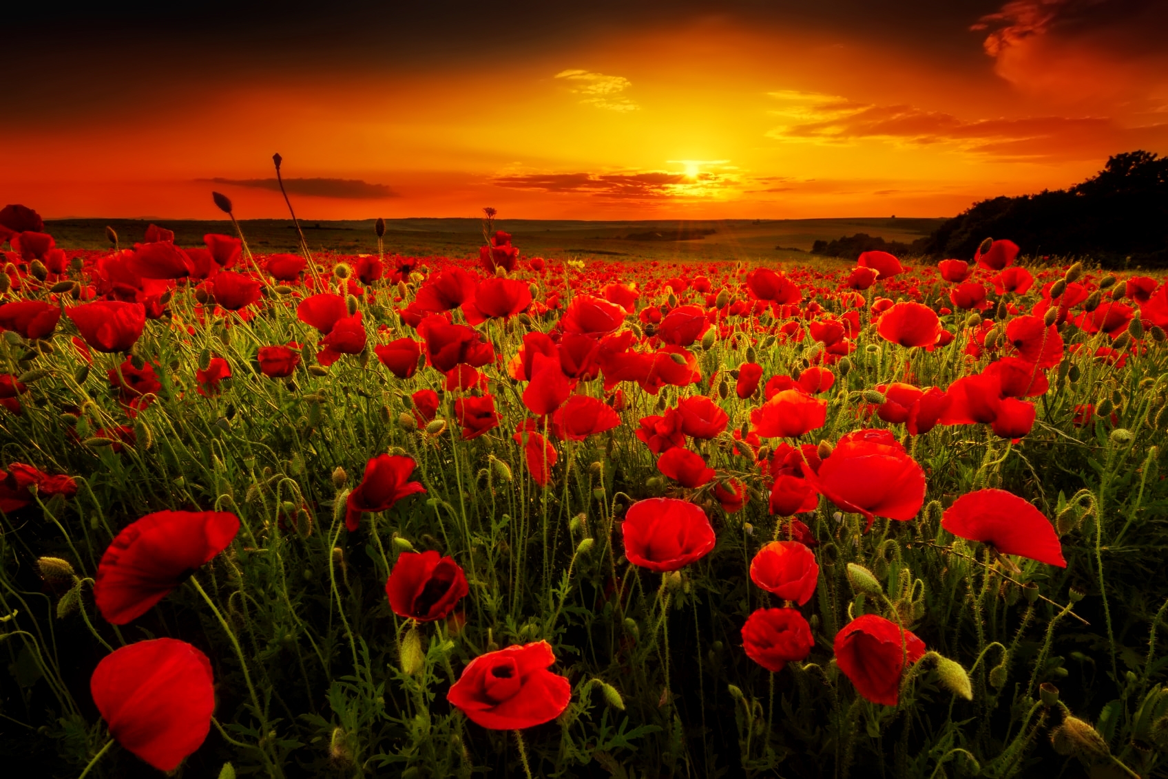 Poppy Field at Sunset Fond d'écran and ArrièrePlan