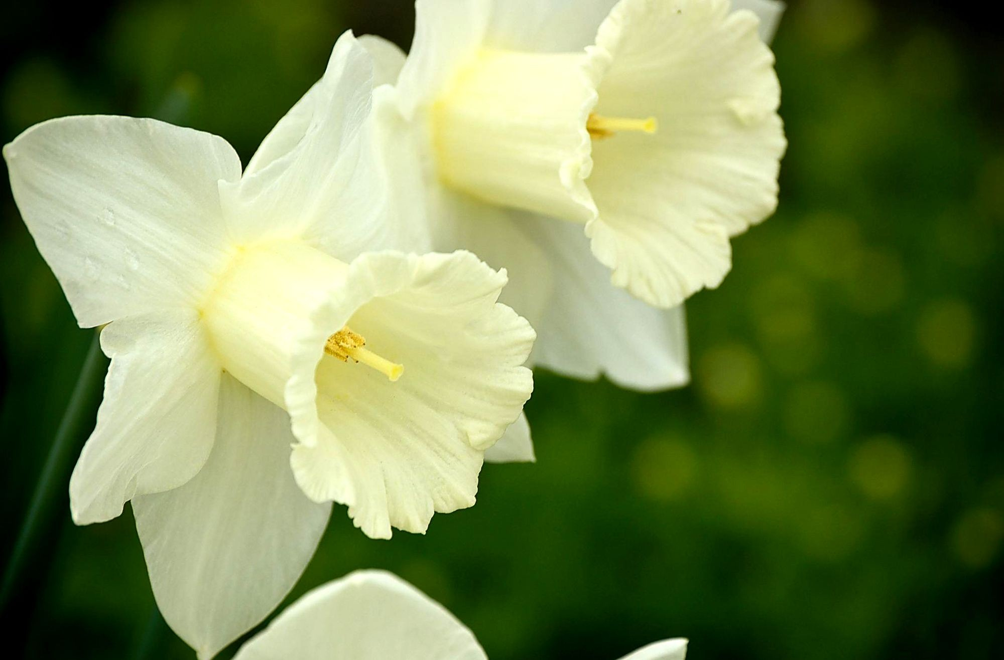 Download White Flower Closeup Narcissus Flower Nature Daffodil HD