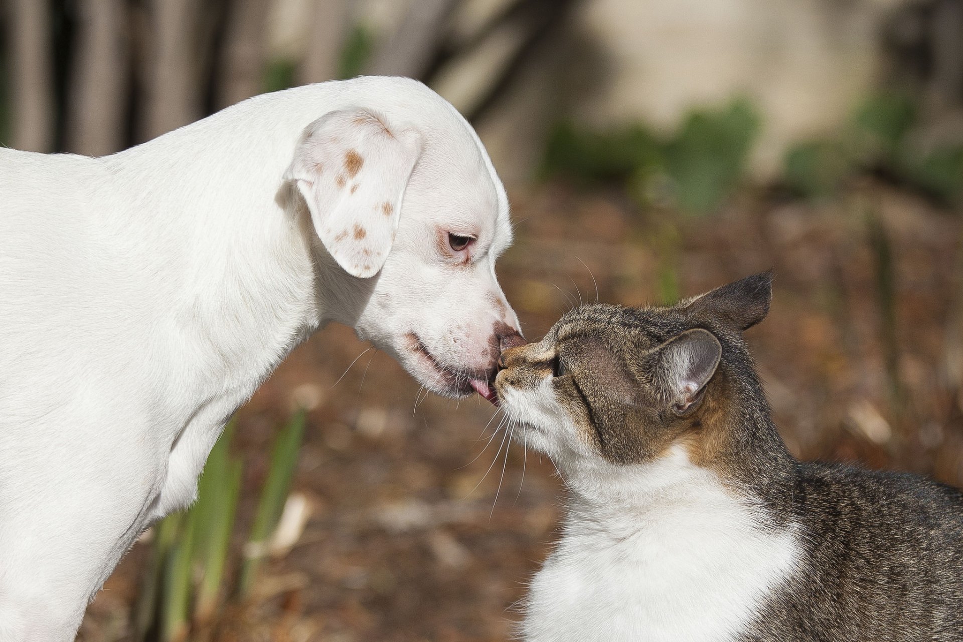 Chat Et Chien Fond d'écran HD ArrièrePlan 2048x1366