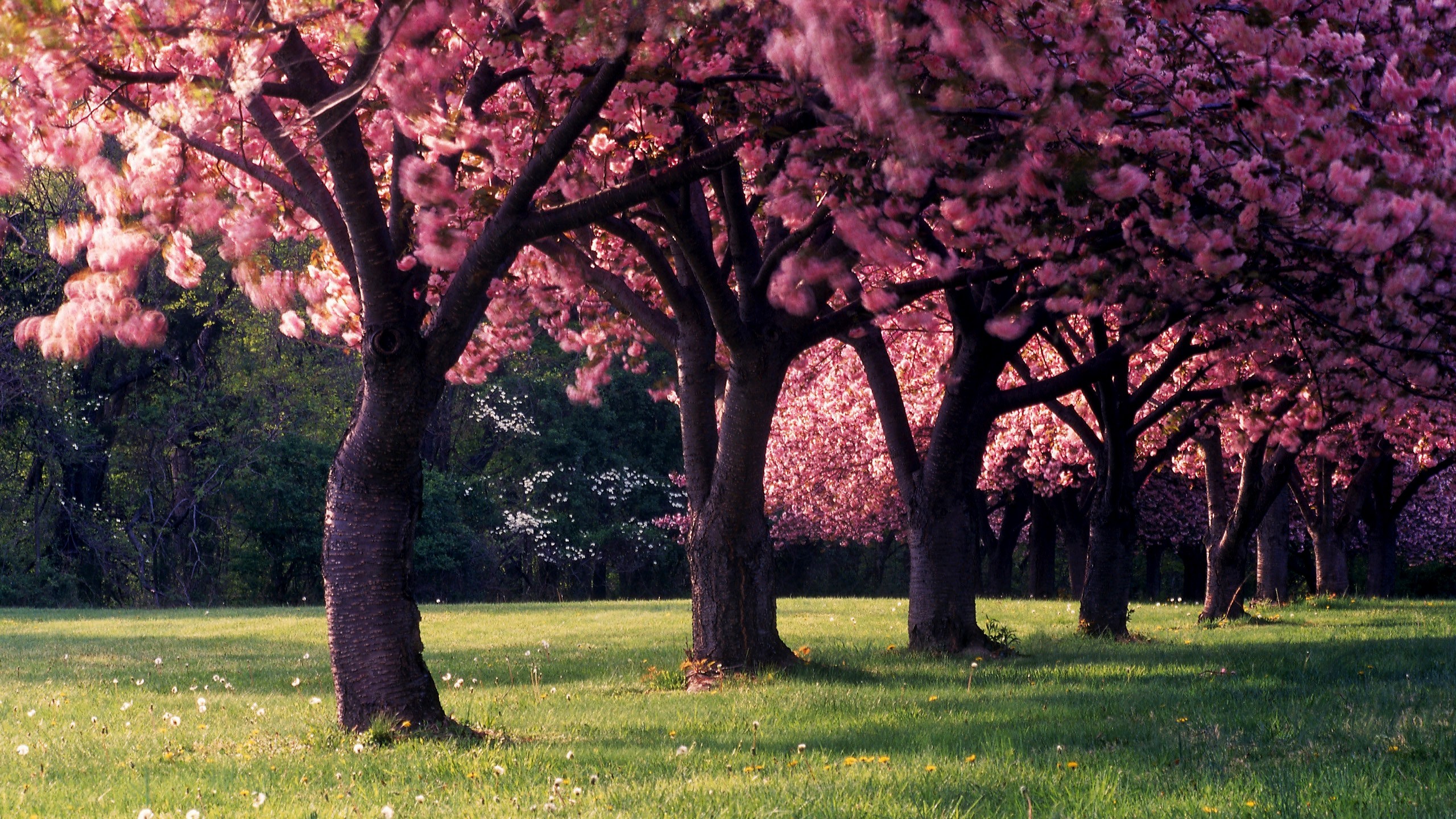 Download Pink Flower Blossom Tree Nature Spring HD Wallpaper