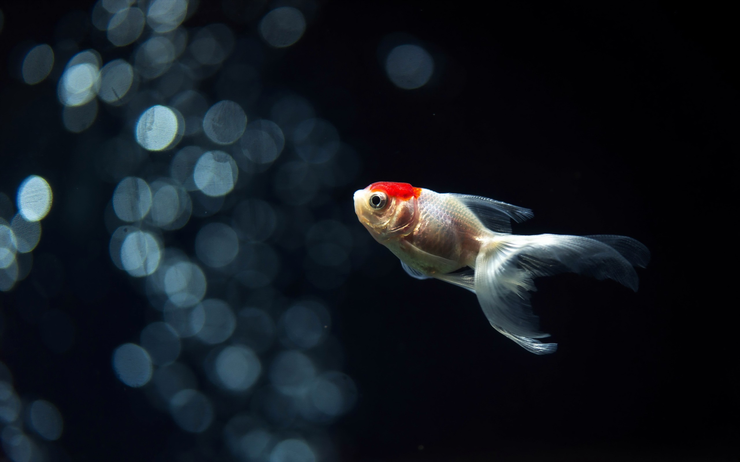 40+ Aquarium HD Wallpapers and Backgrounds