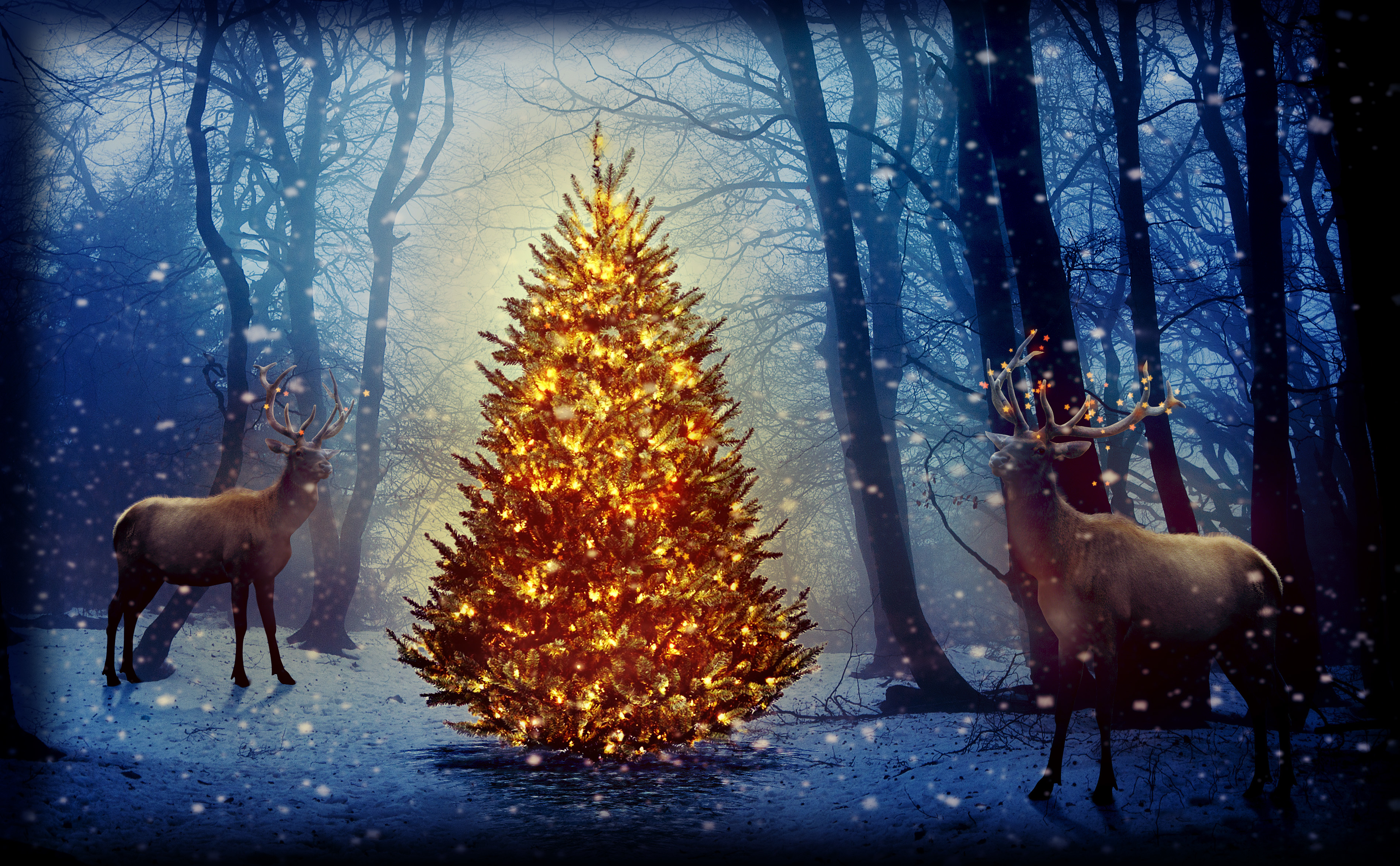 Bucks in the Christmas Forest HD Wallpaper Background Image 3790x2344 ID713377