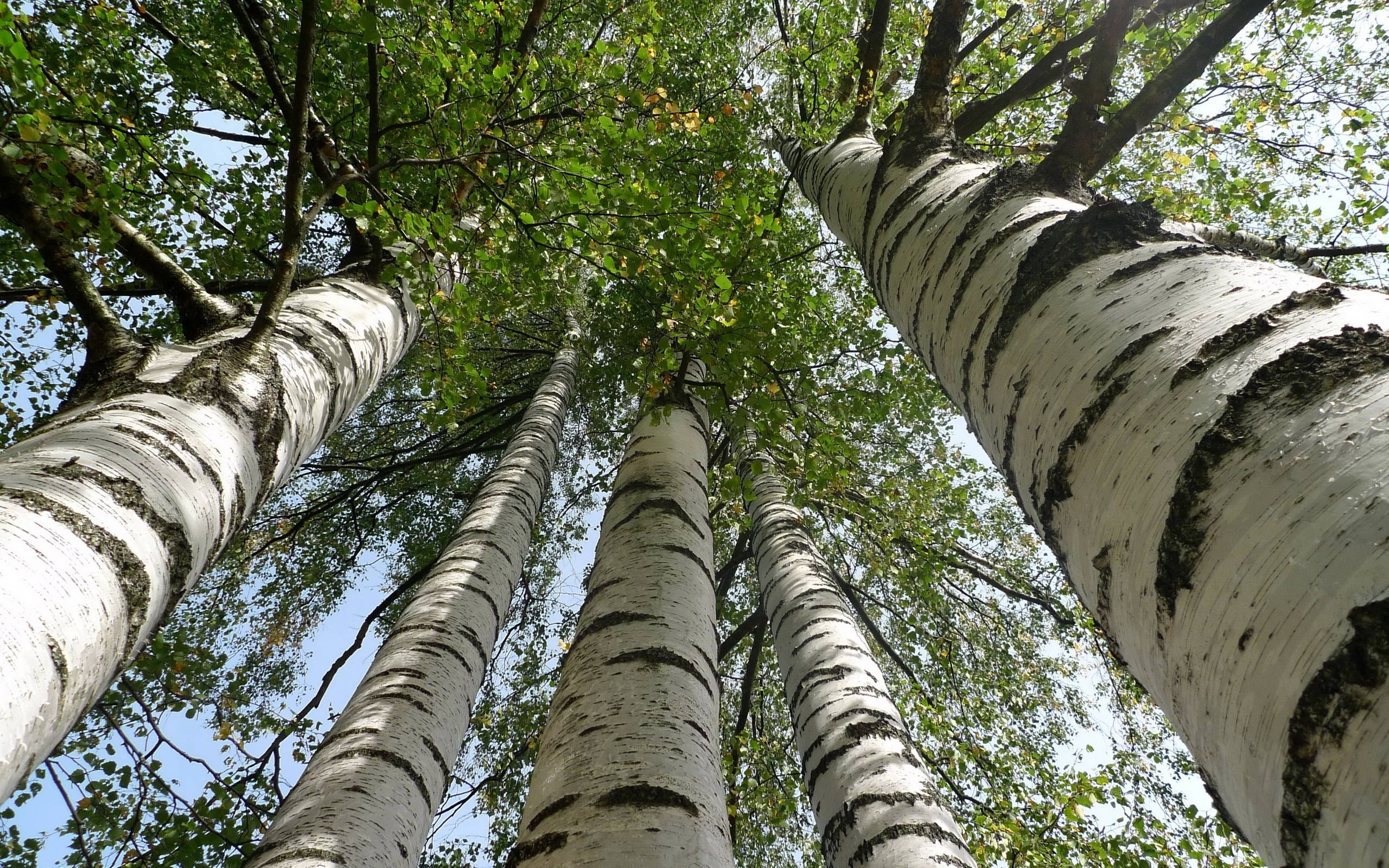 Tall Birch Trees HD Wallpaper Background Image 2560x1600