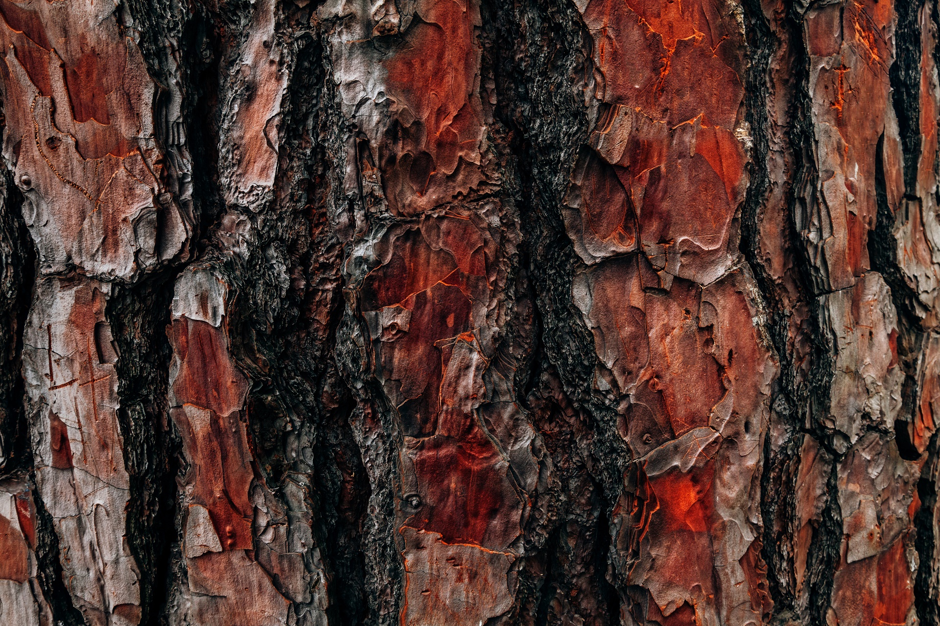 Download Closeup Tree Nature Bark HD Wallpaper