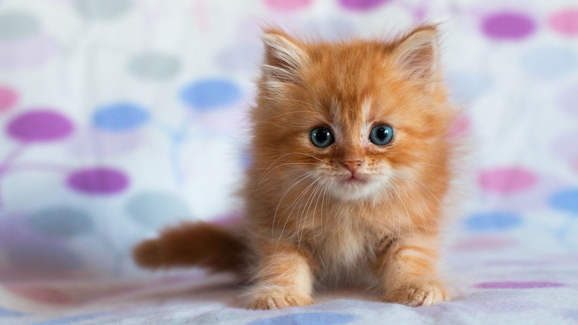 Download Fluffy Cute Kitten Animal Cat Cute Cat HD Wallpaper