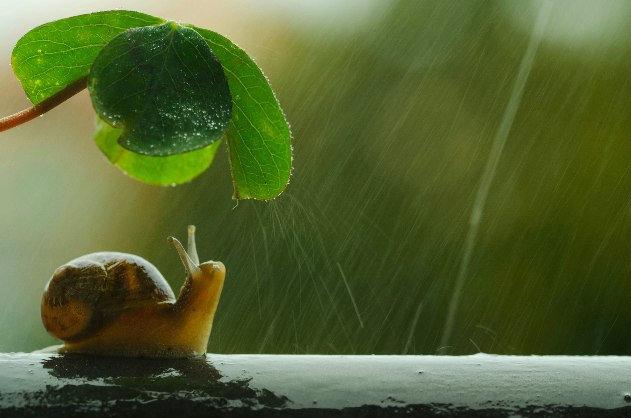 Download Insect Rain Animal Snail HD Wallpaper by Mireia B. L.