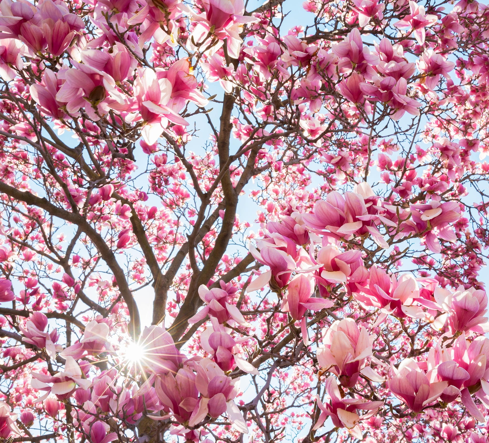 Download Magnolia Spring Pink Flower Flower Sunbeam Nature Blossom HD