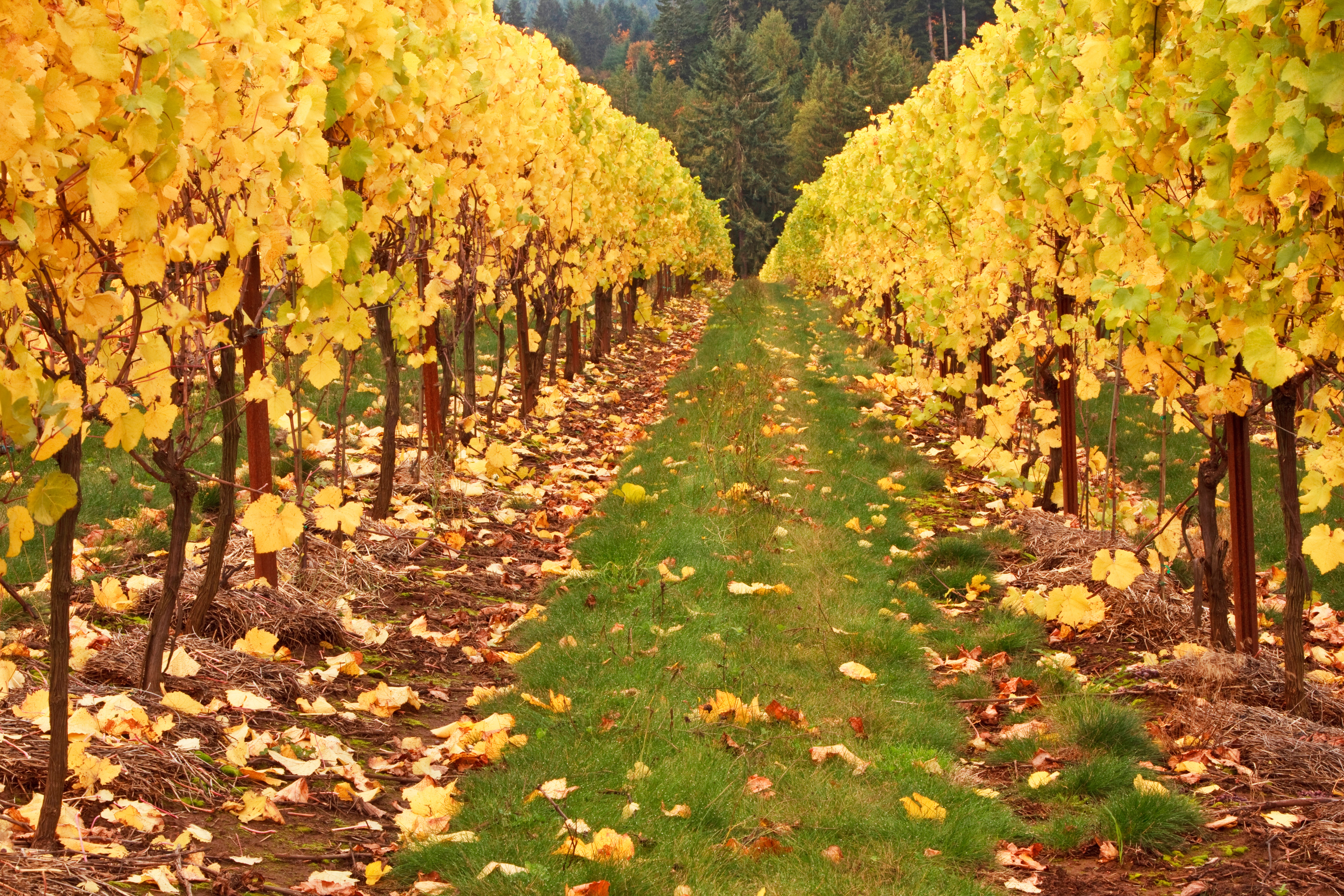 Vineyard 4k Ultra HD Wallpaper Background Image 5616x3744