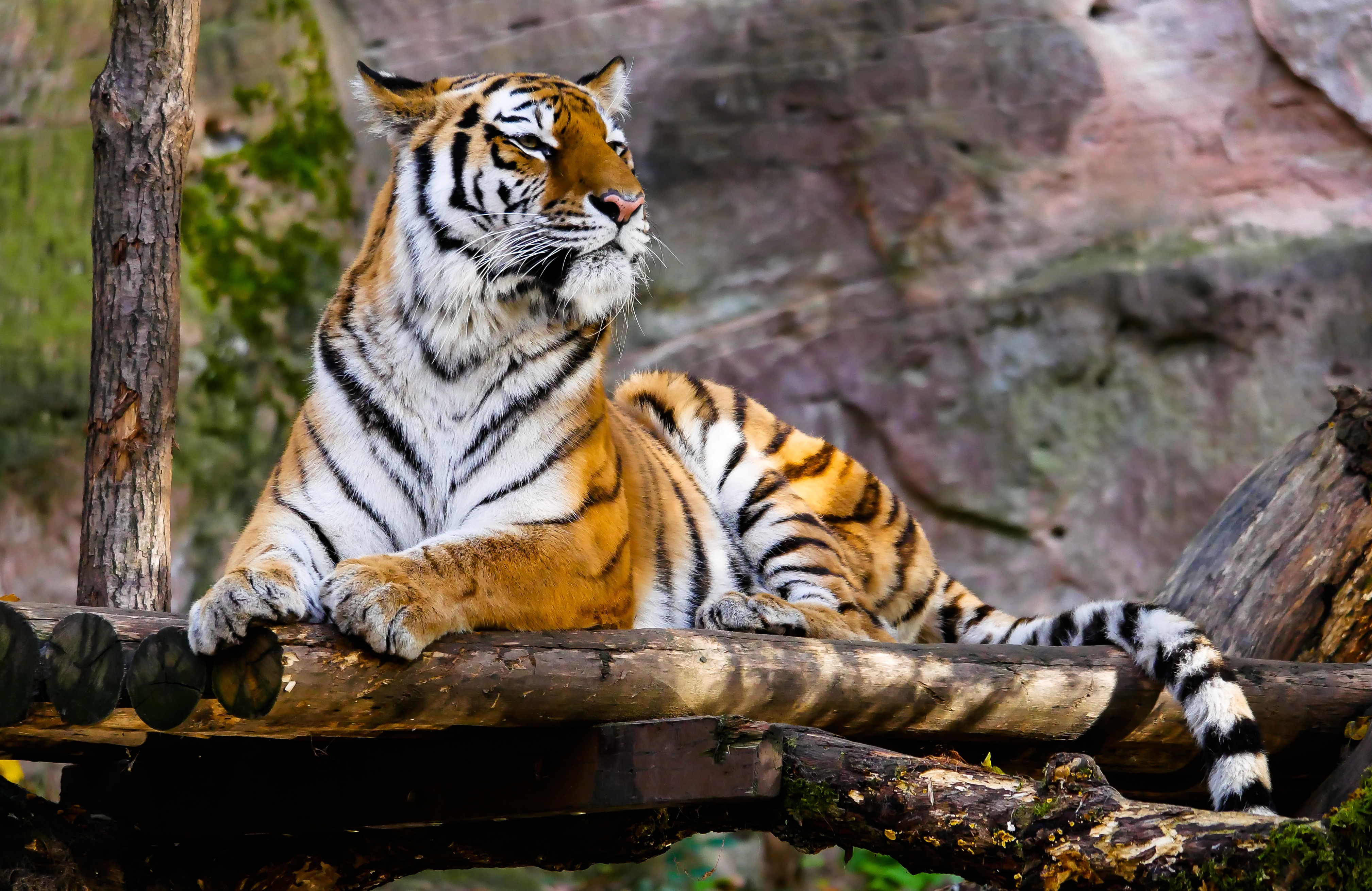 Download Zoo Animal Tiger 4k Ultra HD Wallpaper
