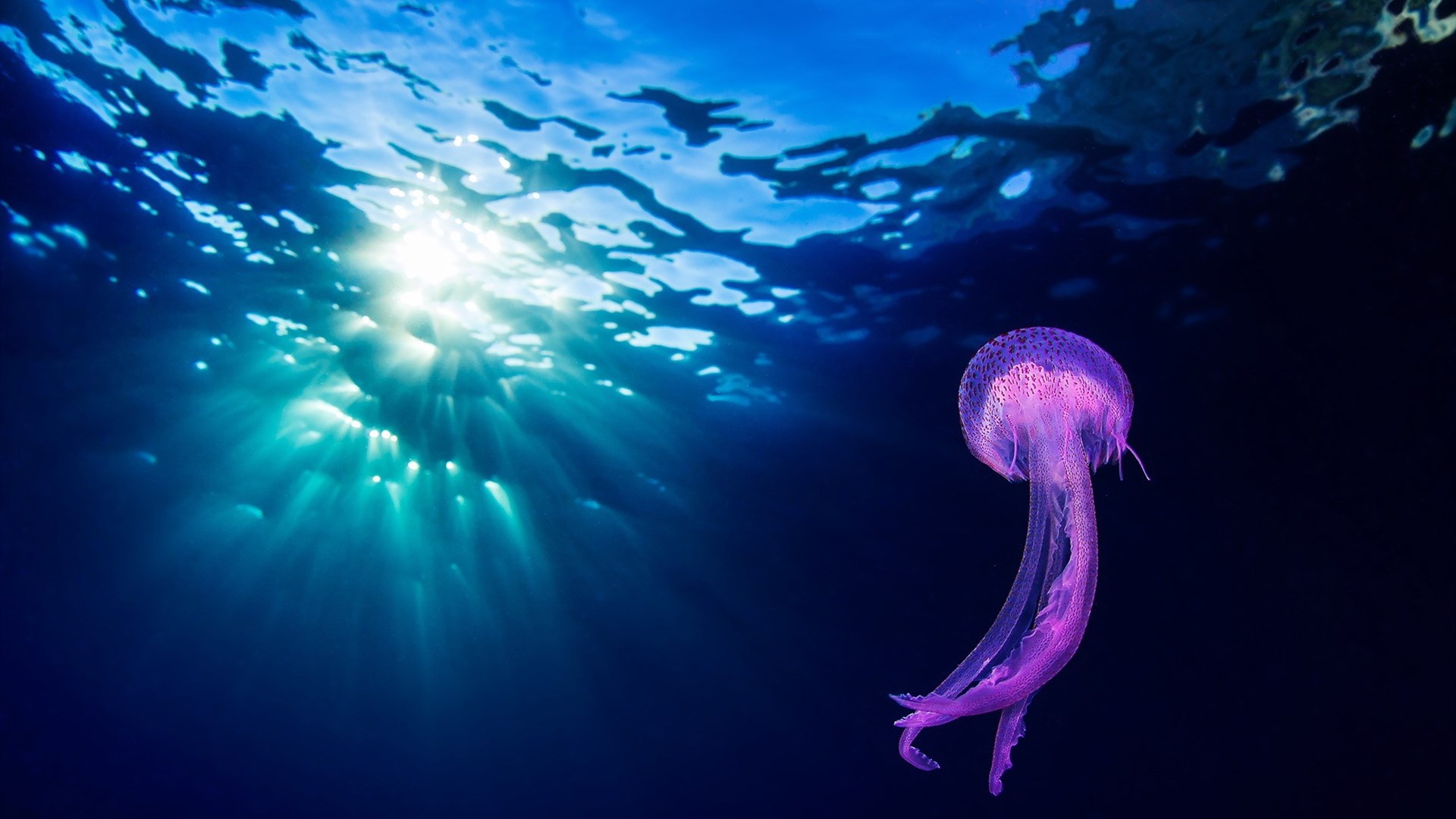 Download Animal Jellyfish HD Wallpaper