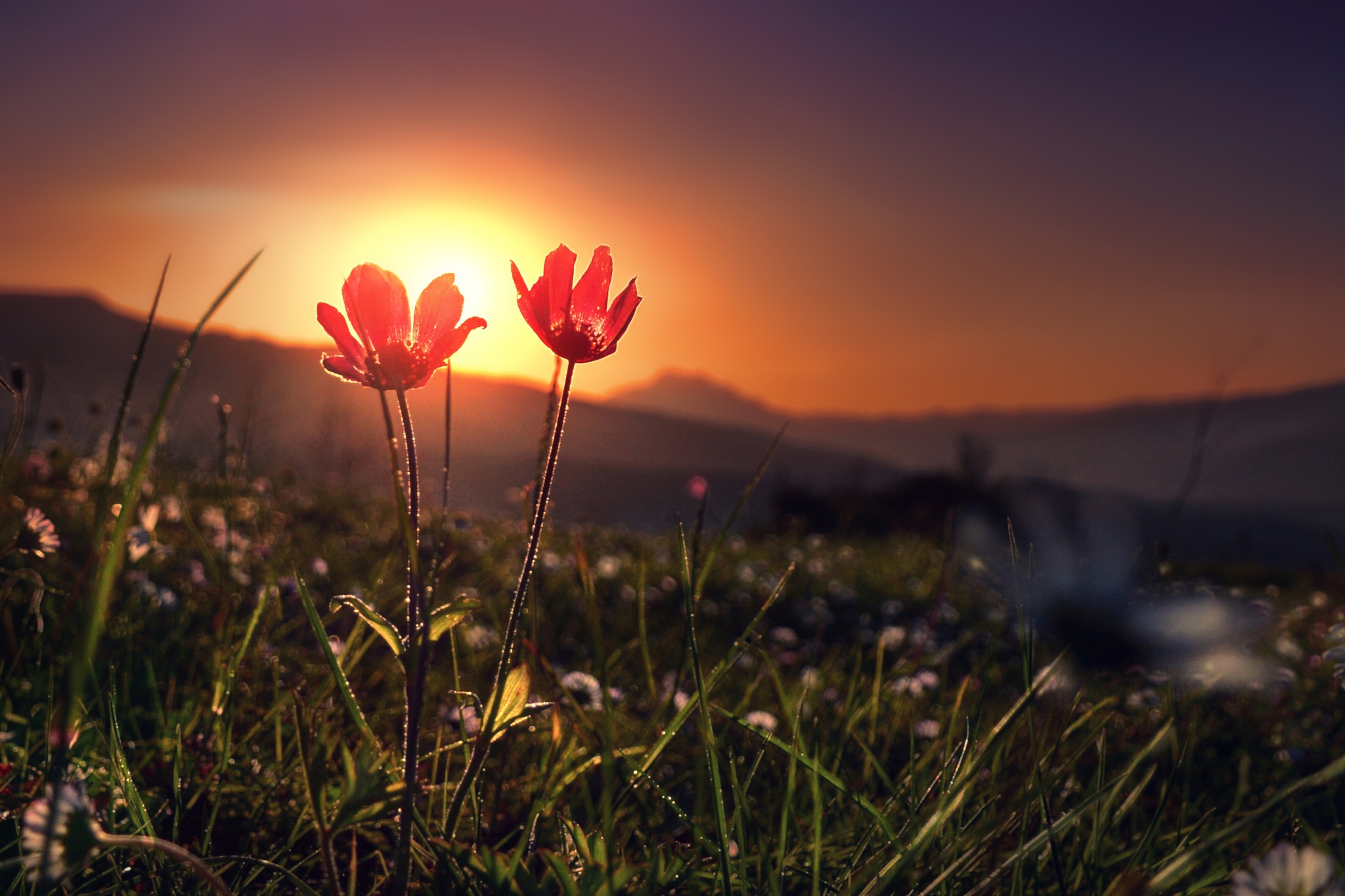 Download Depth Of Field Sunrise Red Flower Nature Flower HD Wallpaper