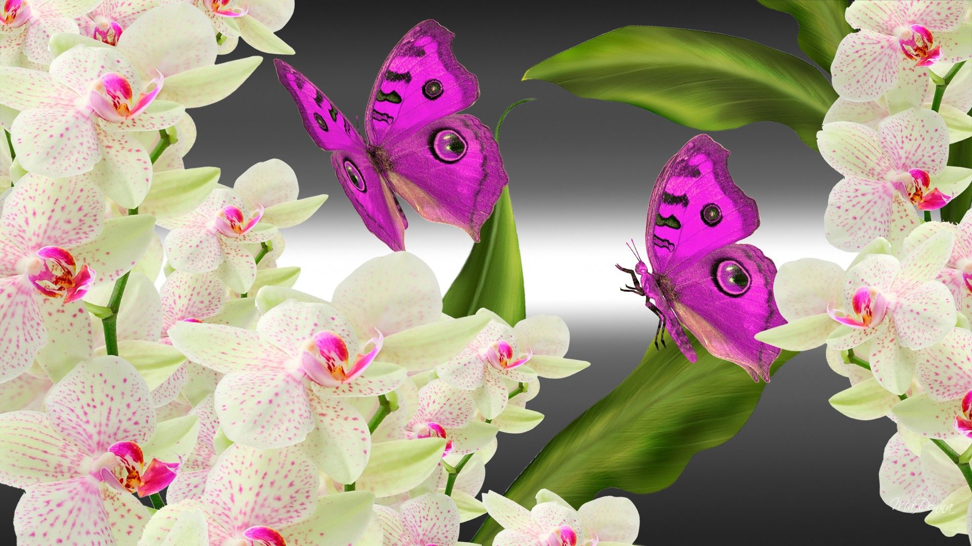Download Orchid Flower Artistic Butterfly HD Wallpaper by MaDonna