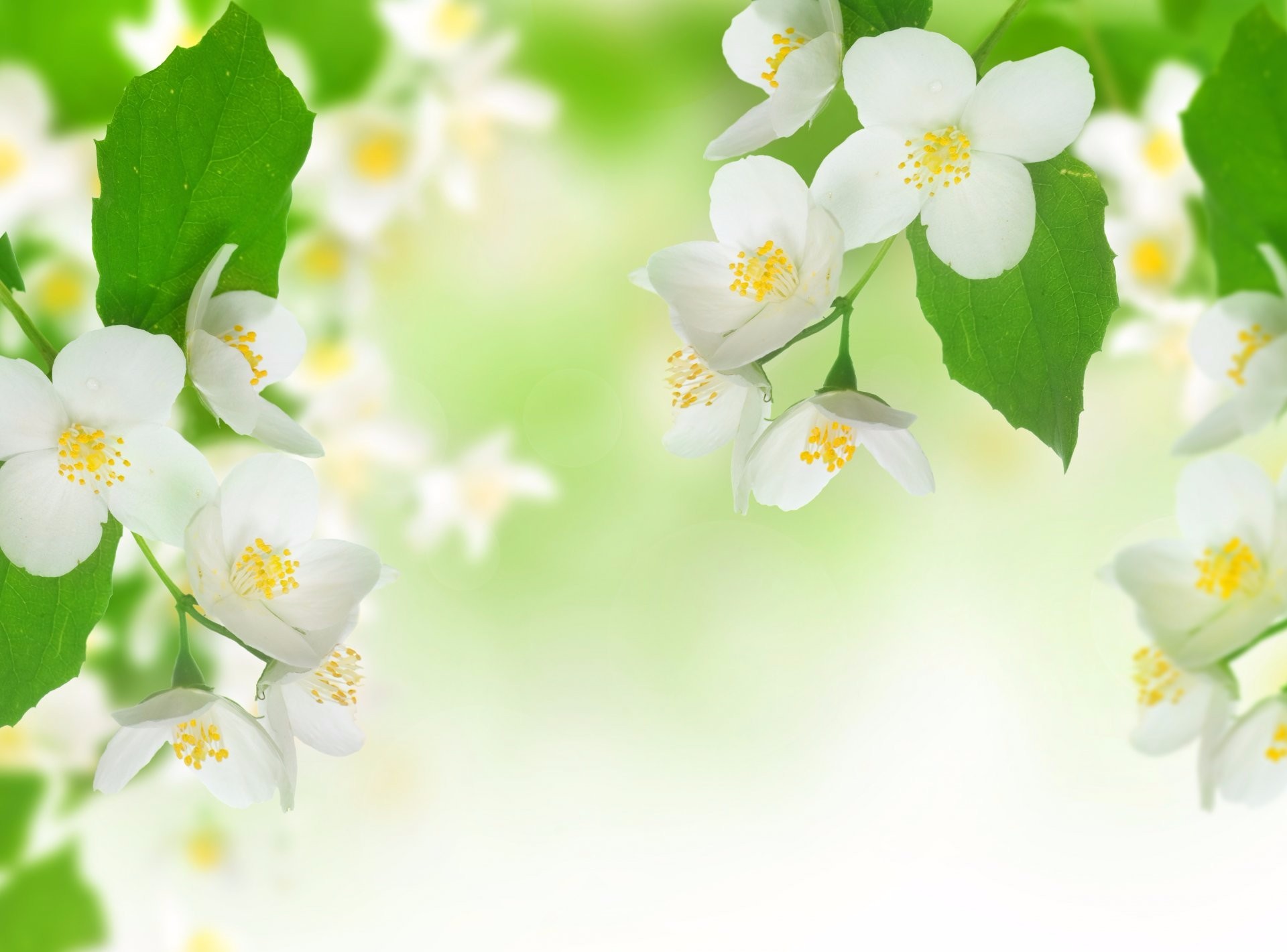Top 163+ Jasmine flower wallpaper hd