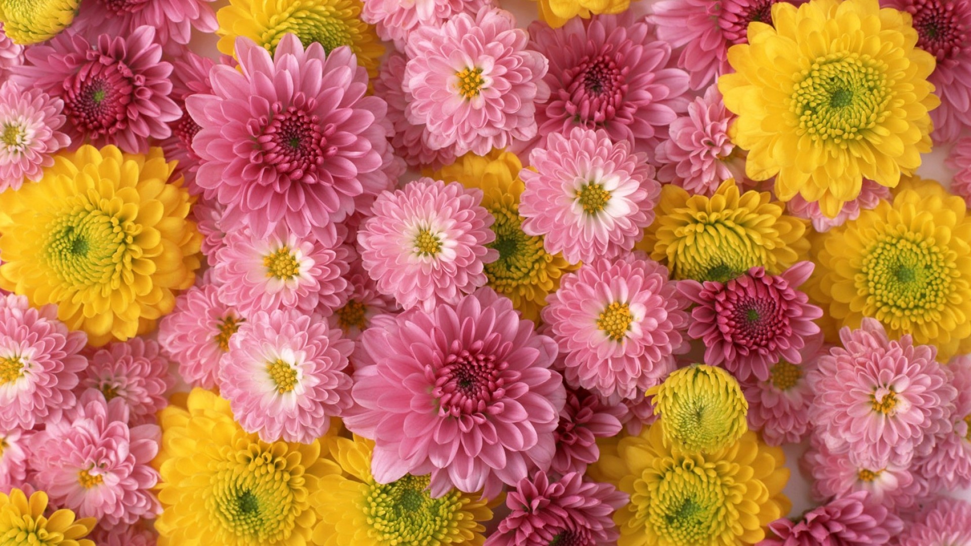 Pink and Yellow Chrysanthemums HD Wallpaper Achtergrond 1920x1080
