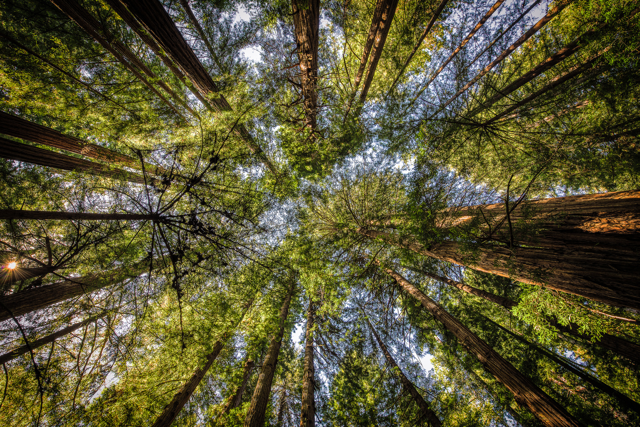 Download Treetops Forest Nature Tree HD Wallpaper by Oliver Nispel