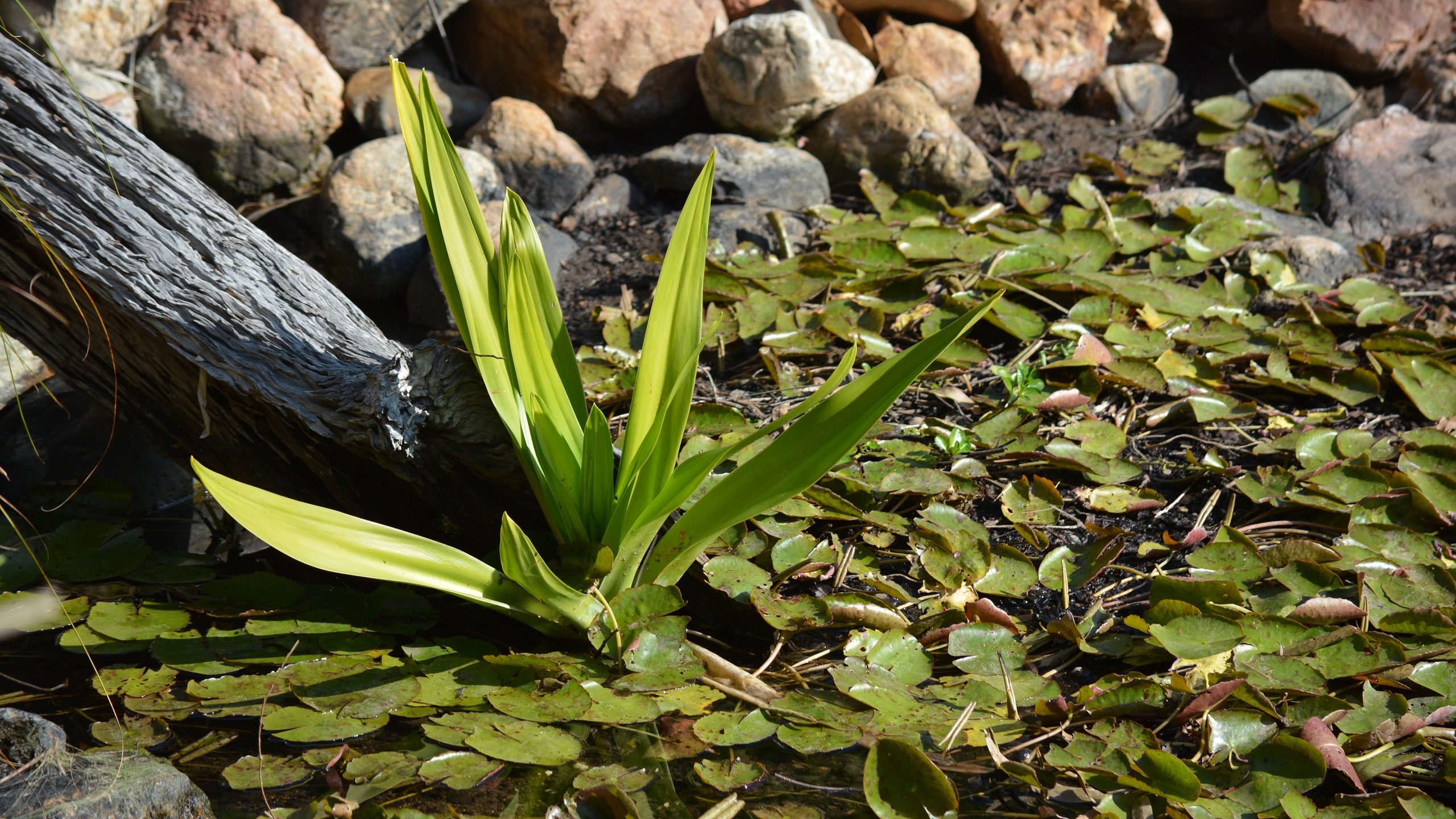 Water Plant in a pond at Queens Park, Ipswich Queensland, Australia by