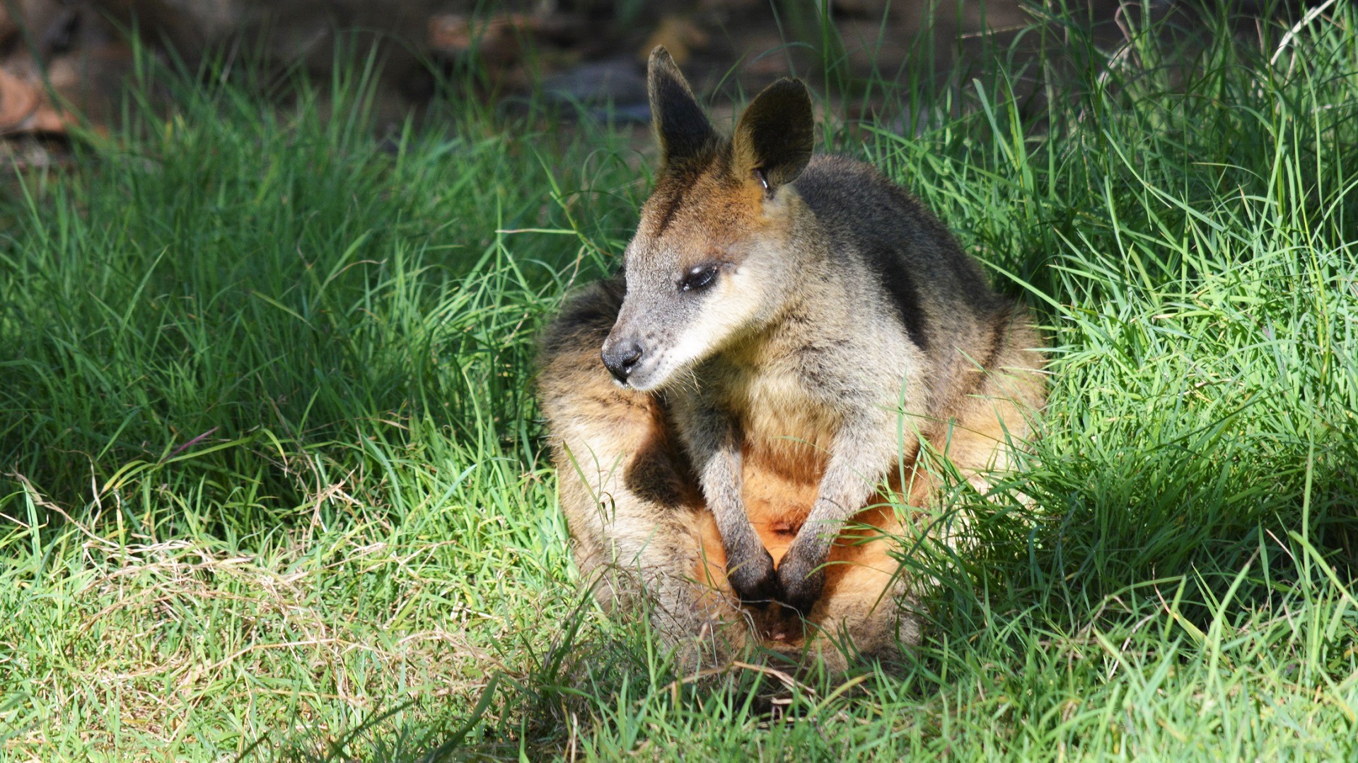 Swamp Wallaby (Wallabia bicolor) at Queens Park, Ipswich Queensland