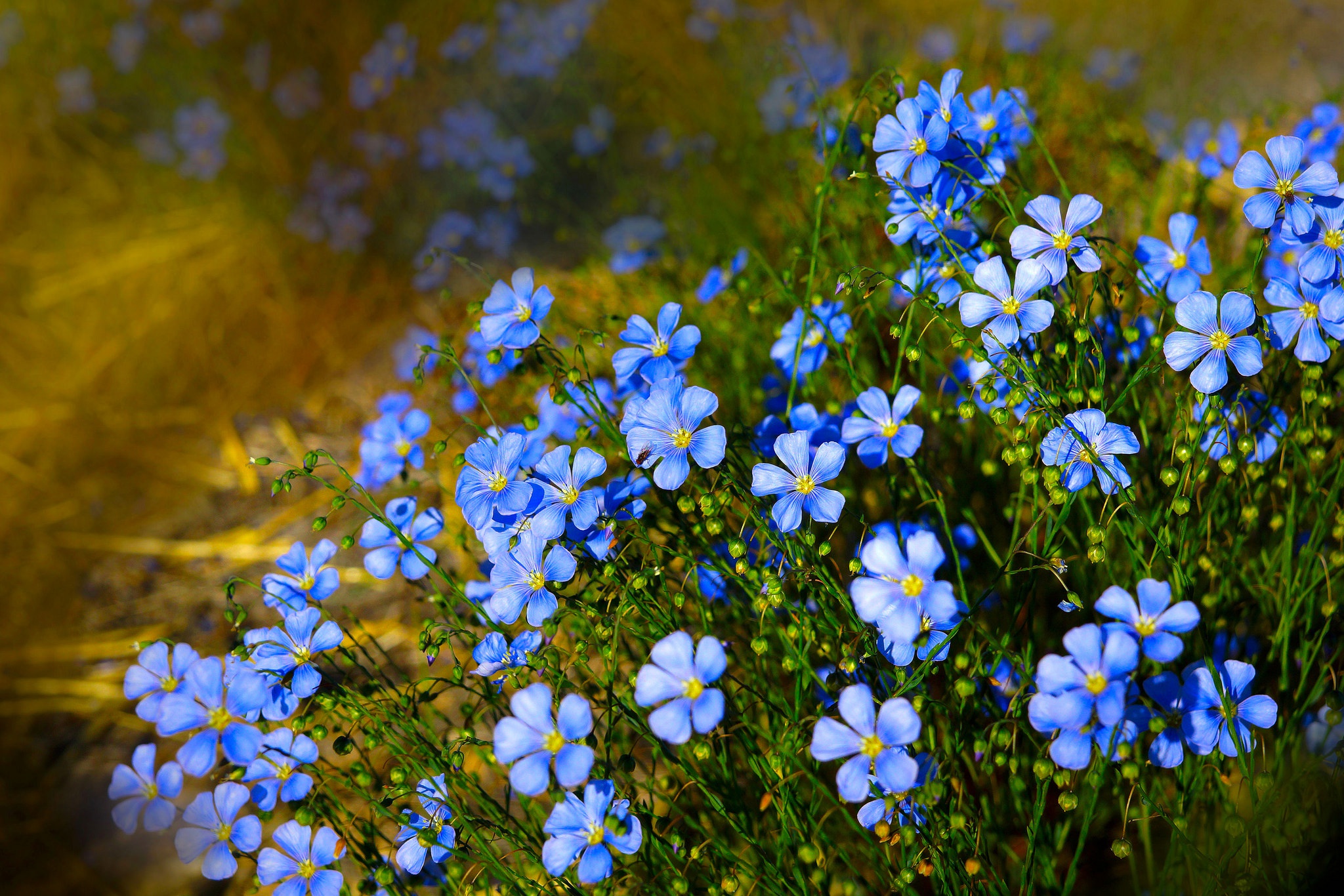 Download Blue Flower Flower Nature Me Not HD Wallpaper
