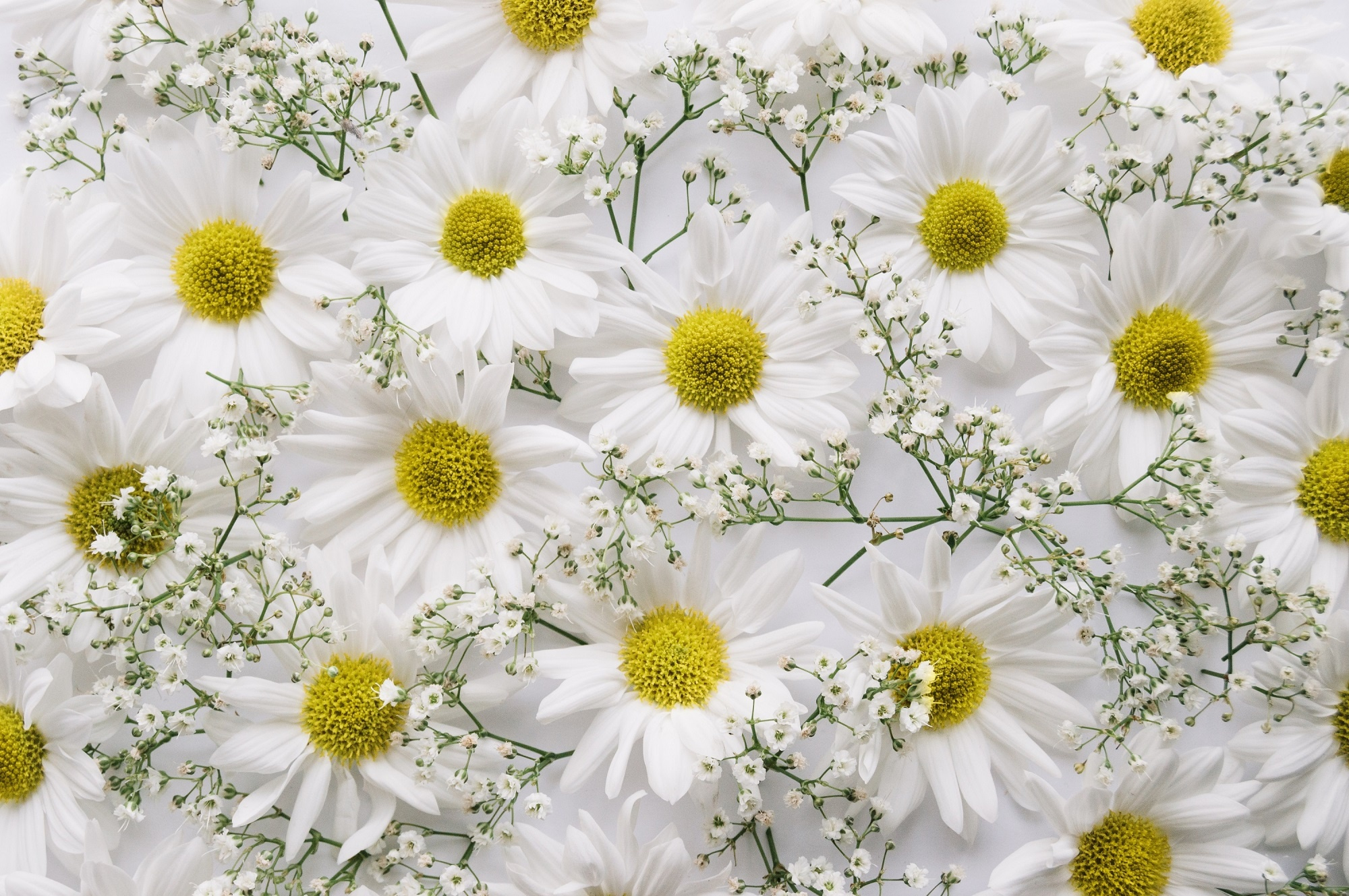 Download White Flower Baby's Breath Chrysanthemum Nature Flower HD Wallpaper