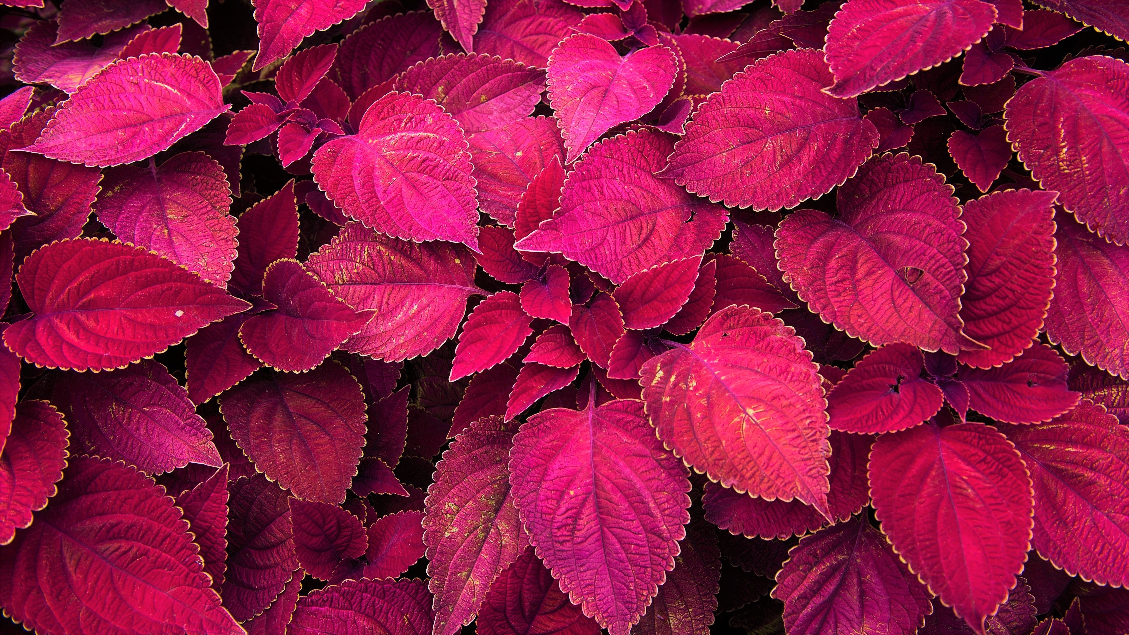 Download Coleus Plant Red Nature Leaf 4k Ultra HD Wallpaper