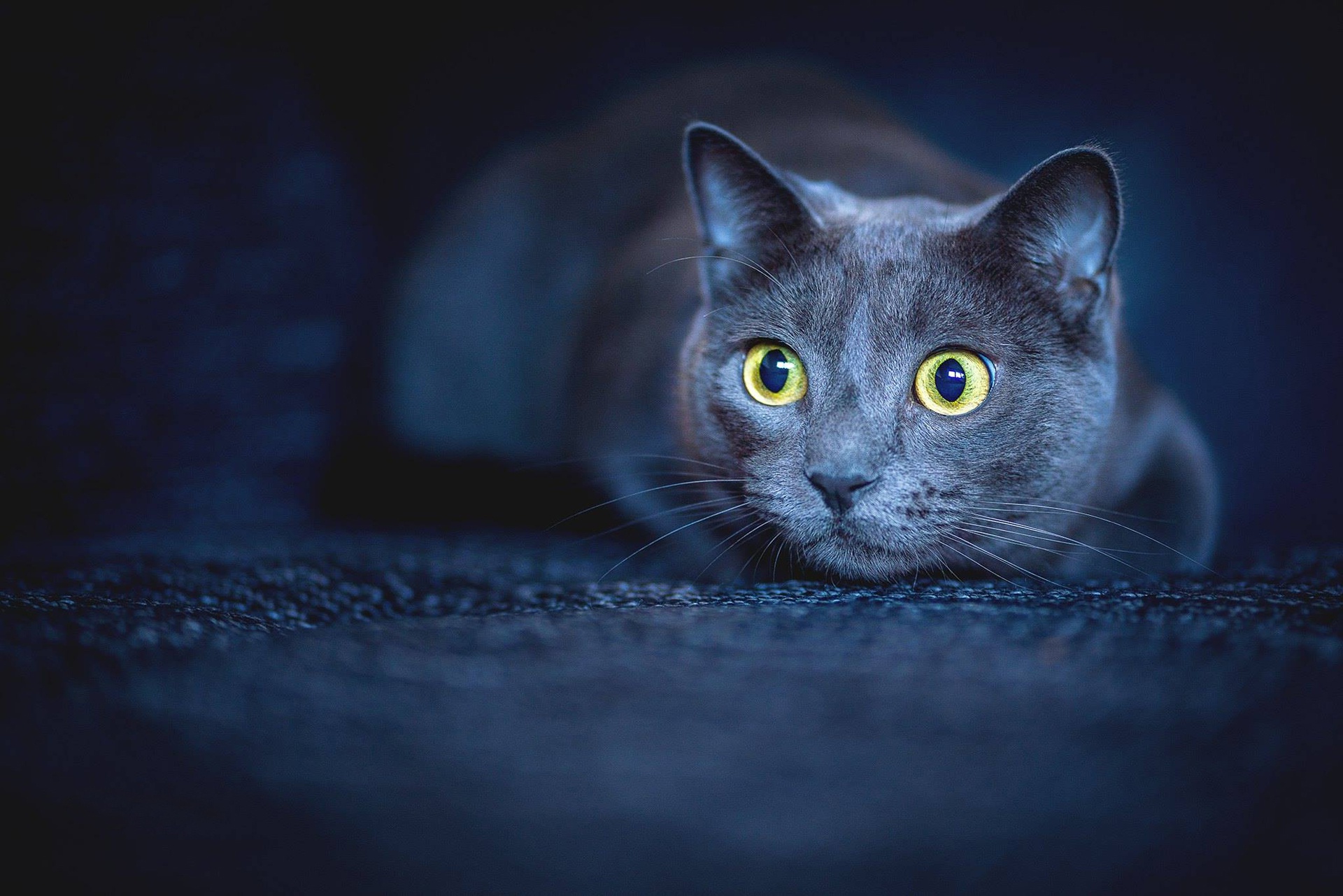 Download Animal Cat HD Wallpaper