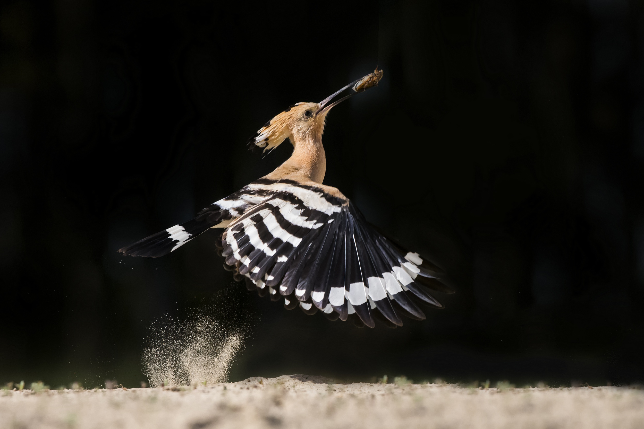 Hoopoe Majesty HD Wallpaper
