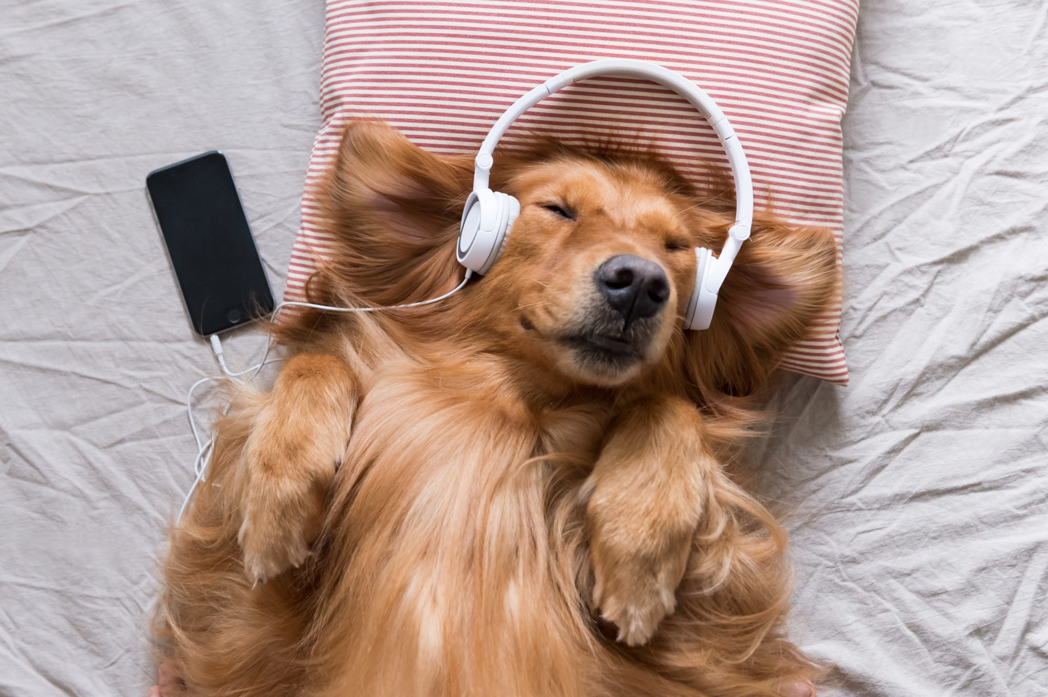 Download Headphones Dog Animal Golden Retriever HD Wallpaper