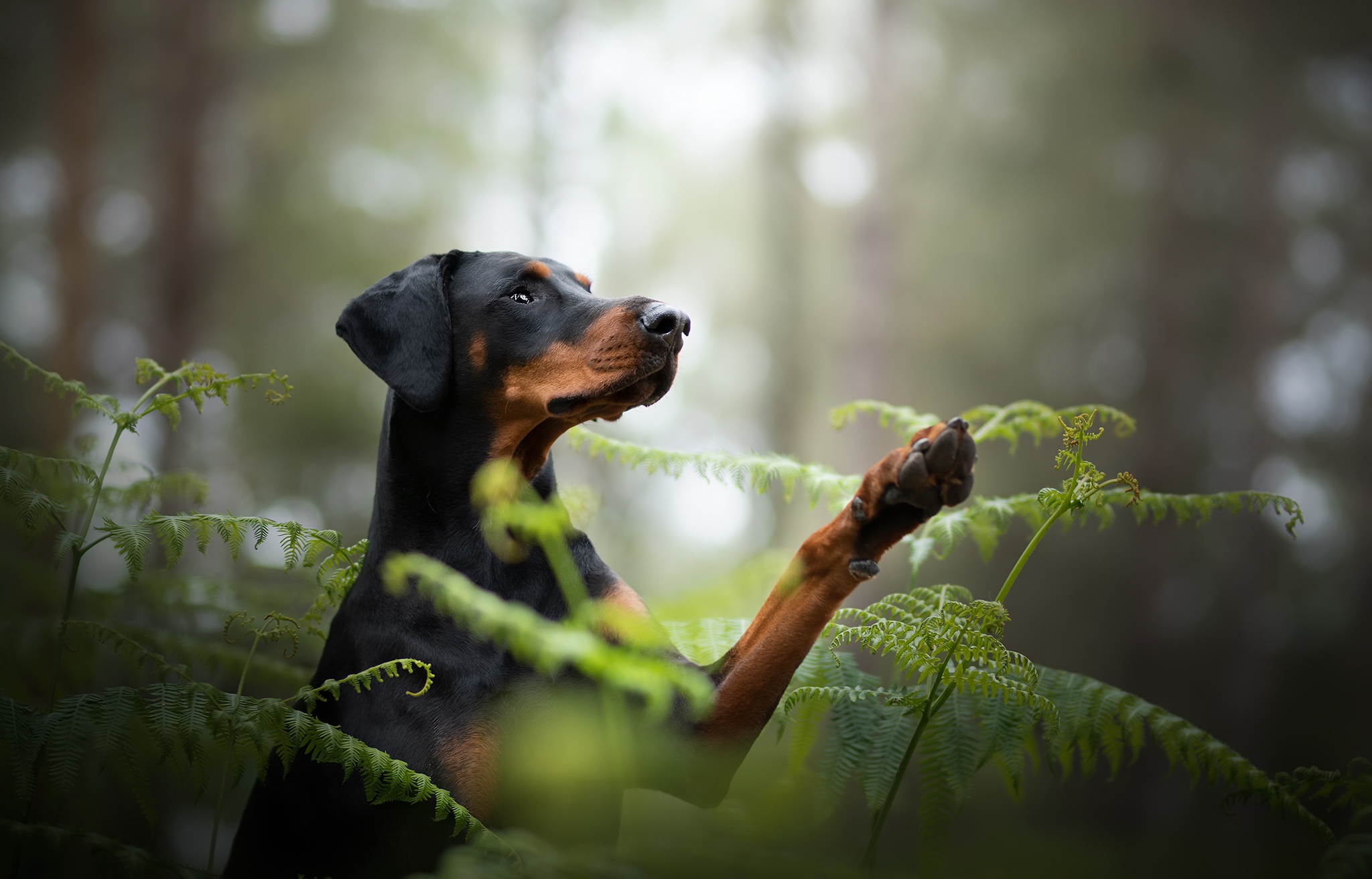 Doberman Pinscher HD Wallpaper Background Image 2048x1312
