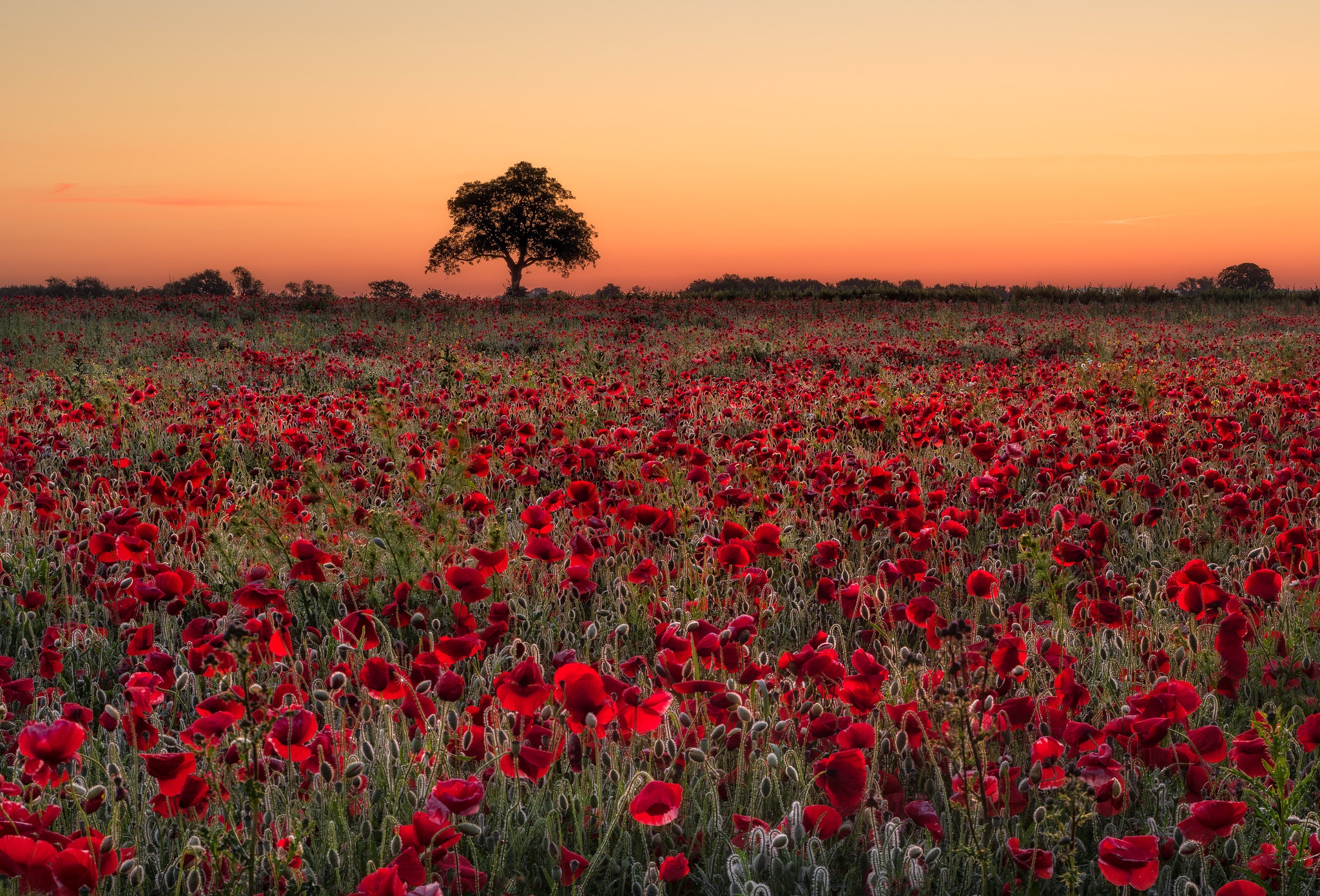 Coquelicot Fond d'écran HD ArrièrePlan 2048x1390 ID