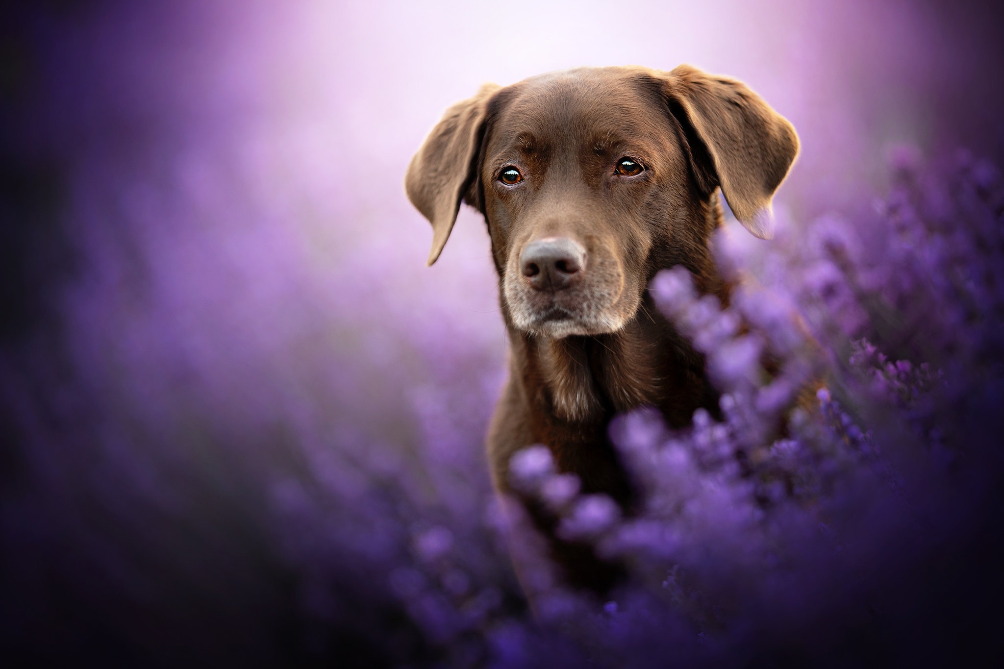 Download Lavender Dog Flower Animal Labrador Retriever HD Wallpaper
